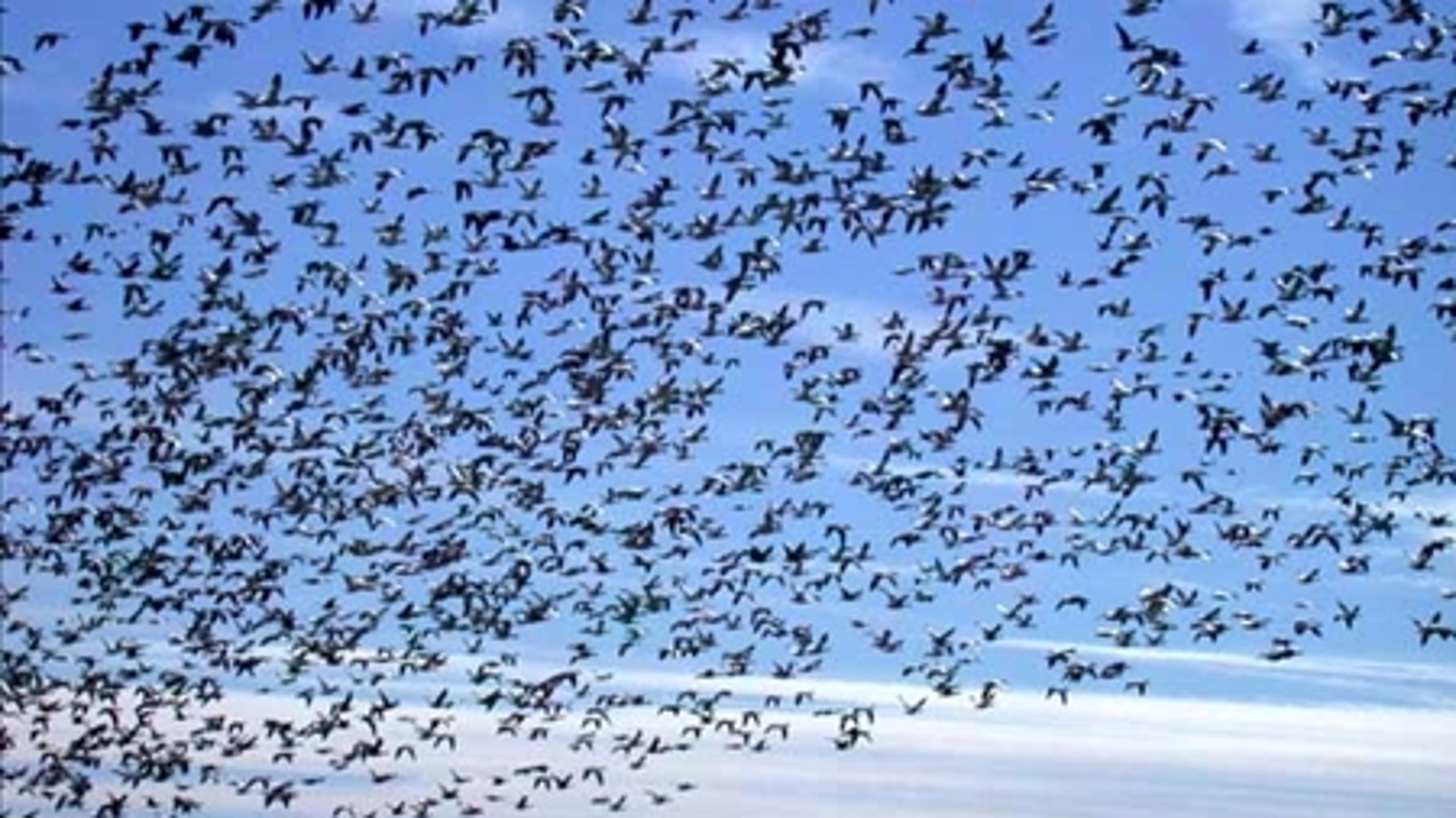 Den hollandske og den tyske del af Vadehavet er allerede på Unescos liste over verdensarv - men den danske del må vente, indtil der er etableret en nationalpark, mener den nye miljøminister. 