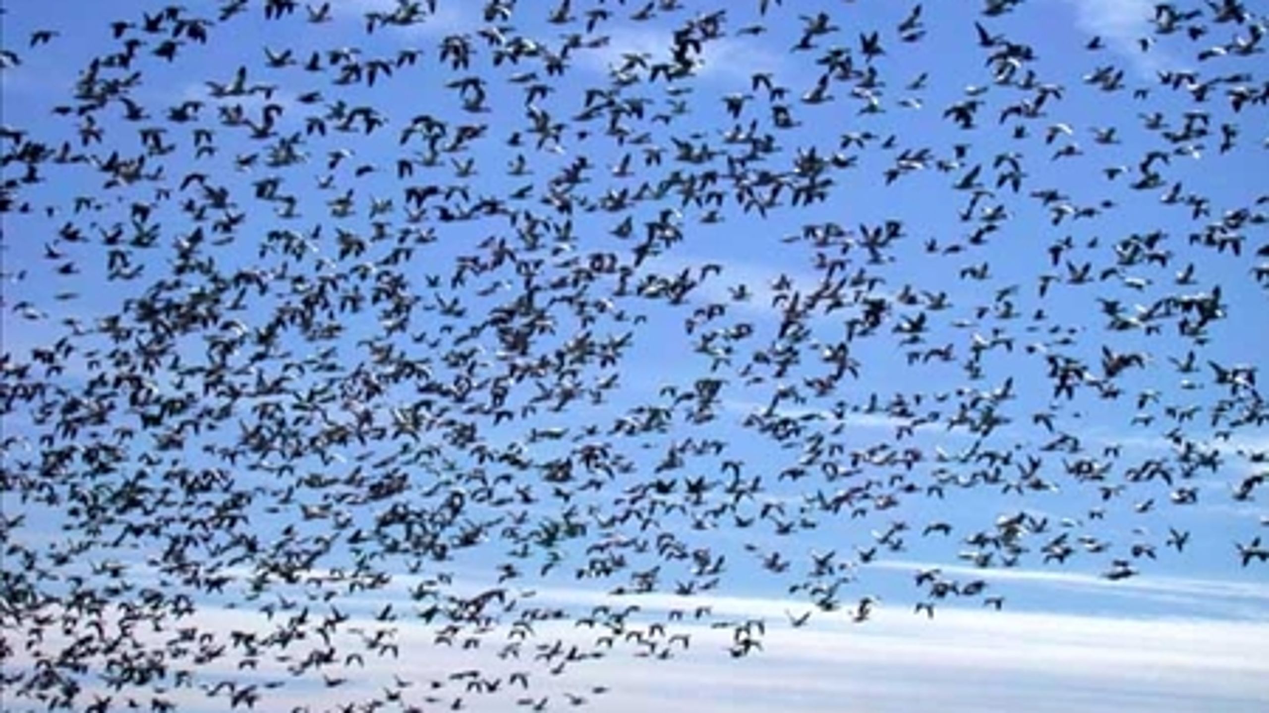 Natura 2000-områder er ikke beskyttet godt nok, mener Danmarks Naturfredningsforening, som finder det problematisk, at kommunerne selv skal betale erstatning, hvis de vil gribe ind over for en aktivitet, der skader et naturområde.