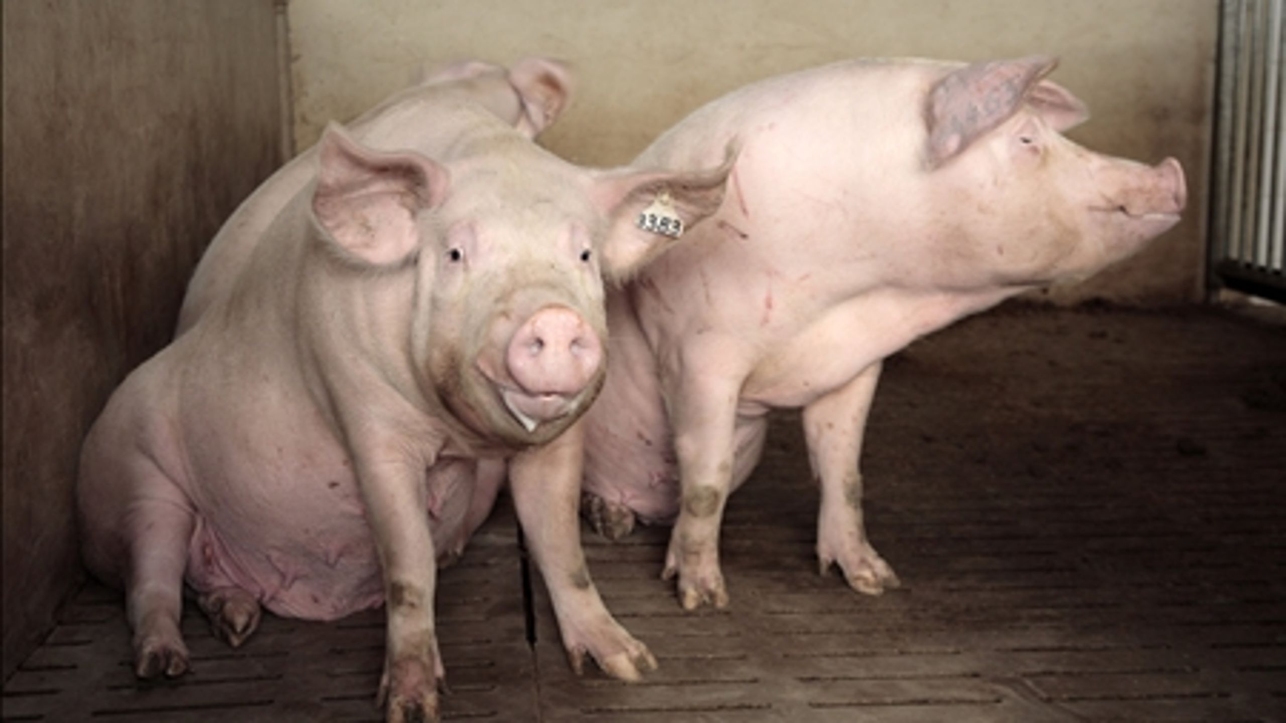 Klager over husdyrloven har fået sagspukler til at hobe sig op i Miljøklagenævnet. Nu skal et forhøjet gebyr få organisationerne til at tænke sig om, inden de klager, lyder det fra miljøministeren. 