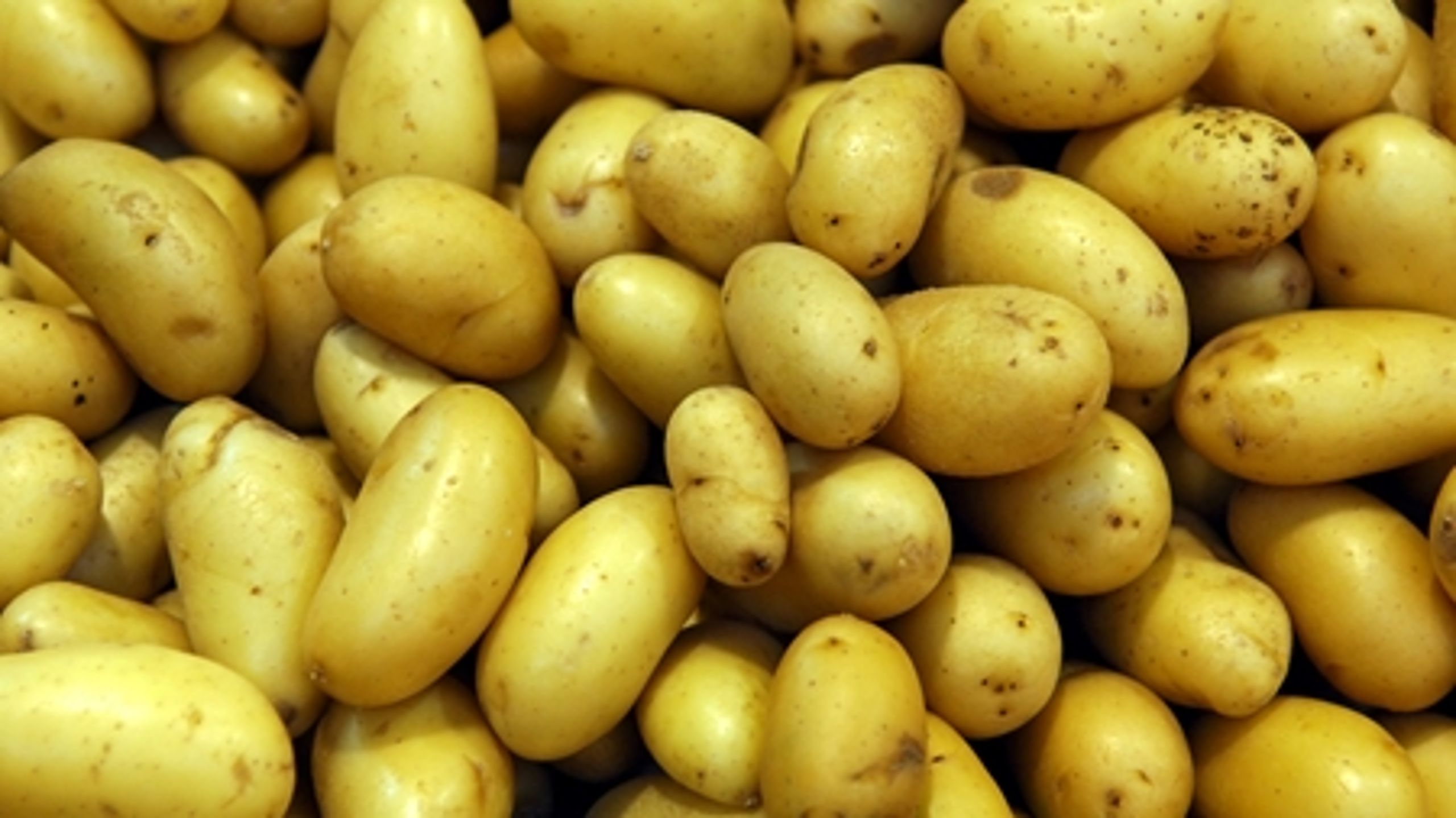 Hvis Folketinget vedtager et forbud mod GMO-kartoflen Amflora, vil intet andet ske, end at politikerne udstiller, at de reelt ingen indflydelse har på den slags beslutninger, eftersom kompetencen er overgivet til EU, siger ekspert i EU-ret.