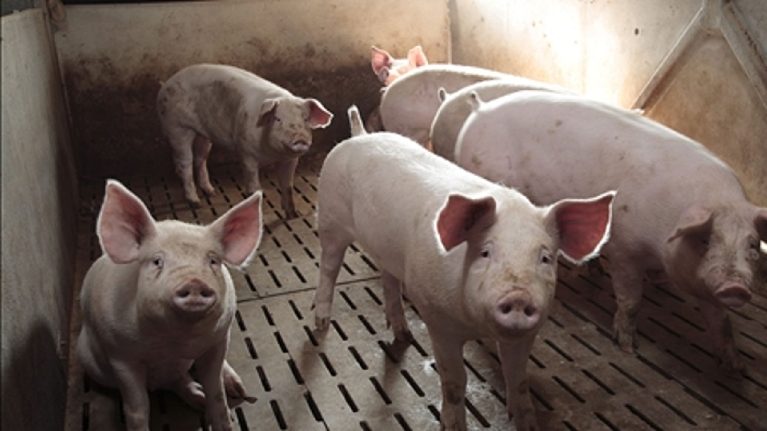 Sveriges fødevareproduktion vil snart være helt GMO-fri. Danish Crown mener ikke, at vi har de samme muligheder i Danmark.