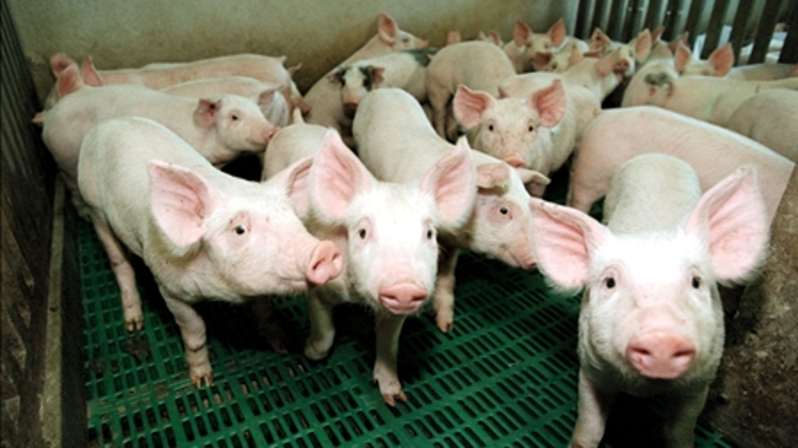 En række anbefalinger skal sikre, at sagsbehandlingstiden for blandt andet husdyrklager nedbringes.