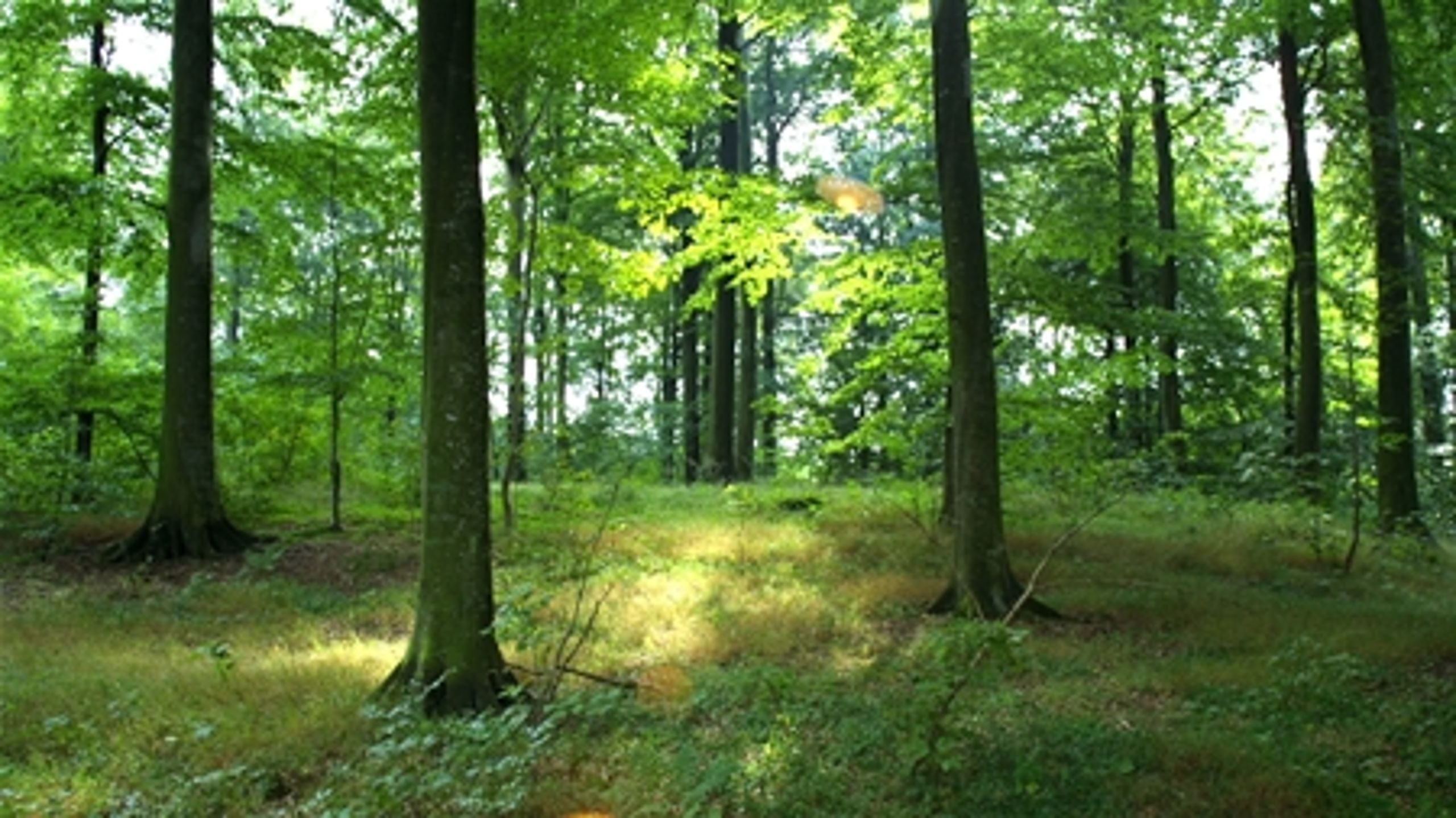 Selvom Socialdemokraterne ikke har truffet en endelig beslutning, så regner partiets miljøordfører med, at regionerne kommer til at varetage flere miljøområder, hvis rød blok vinder valget.