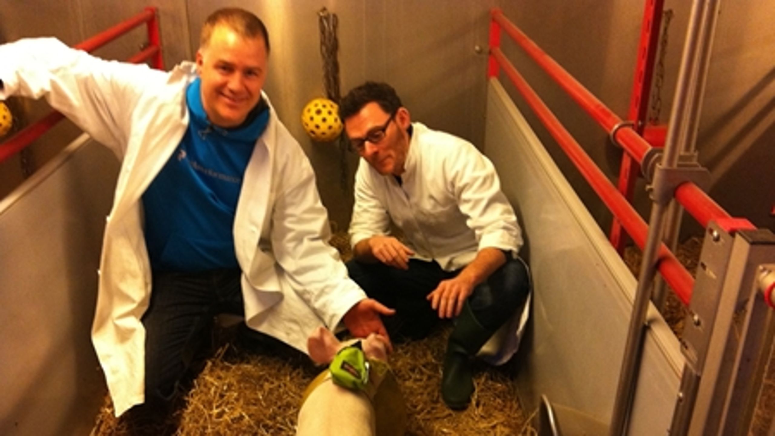 Et af projekterne under erhvervspostdoc-ordningen handler om at forbedre medicinen mod hjerteflimmer. Det skal blandt andet ske ved hjælp af et kuld grise, der lever under Panum Instituttet i København. Her er det lektor Thomas Jespersen (tv) og erhvervspostdoc Jonas Goldin Diness (th) fra Københavns Universitet.