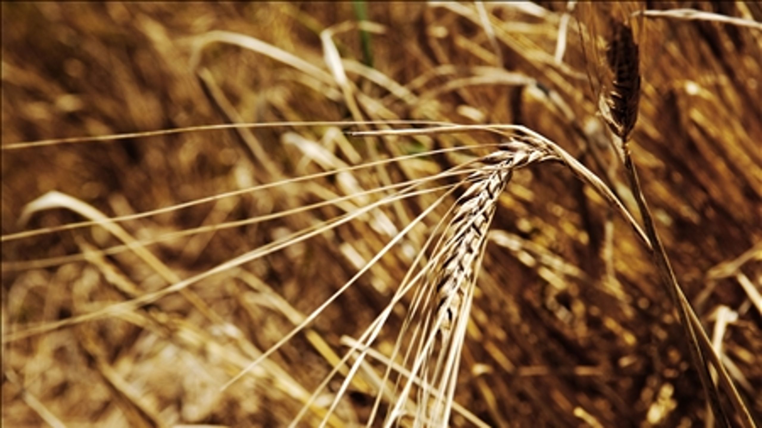 Mediejuraekspert Oluf Jørgensen kalder et OBS-indslag om fuldkornsprodukter for "reklameagtigt". Han mener nu, at Radio- og TV-nævnet skal se nærmere på sagen. 