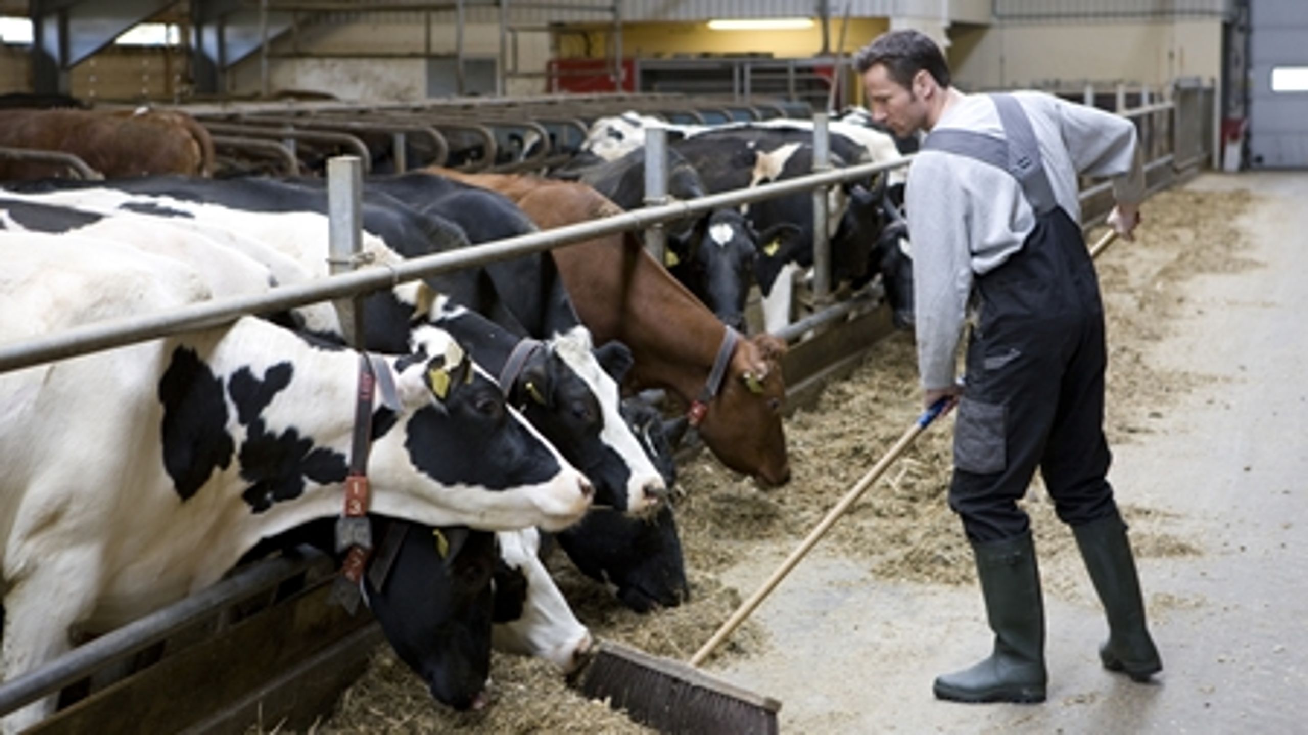 Både De Radikale og Enhedslisten mener, at man bør se på den danske strategi over for EU's landbrugsstøtte.