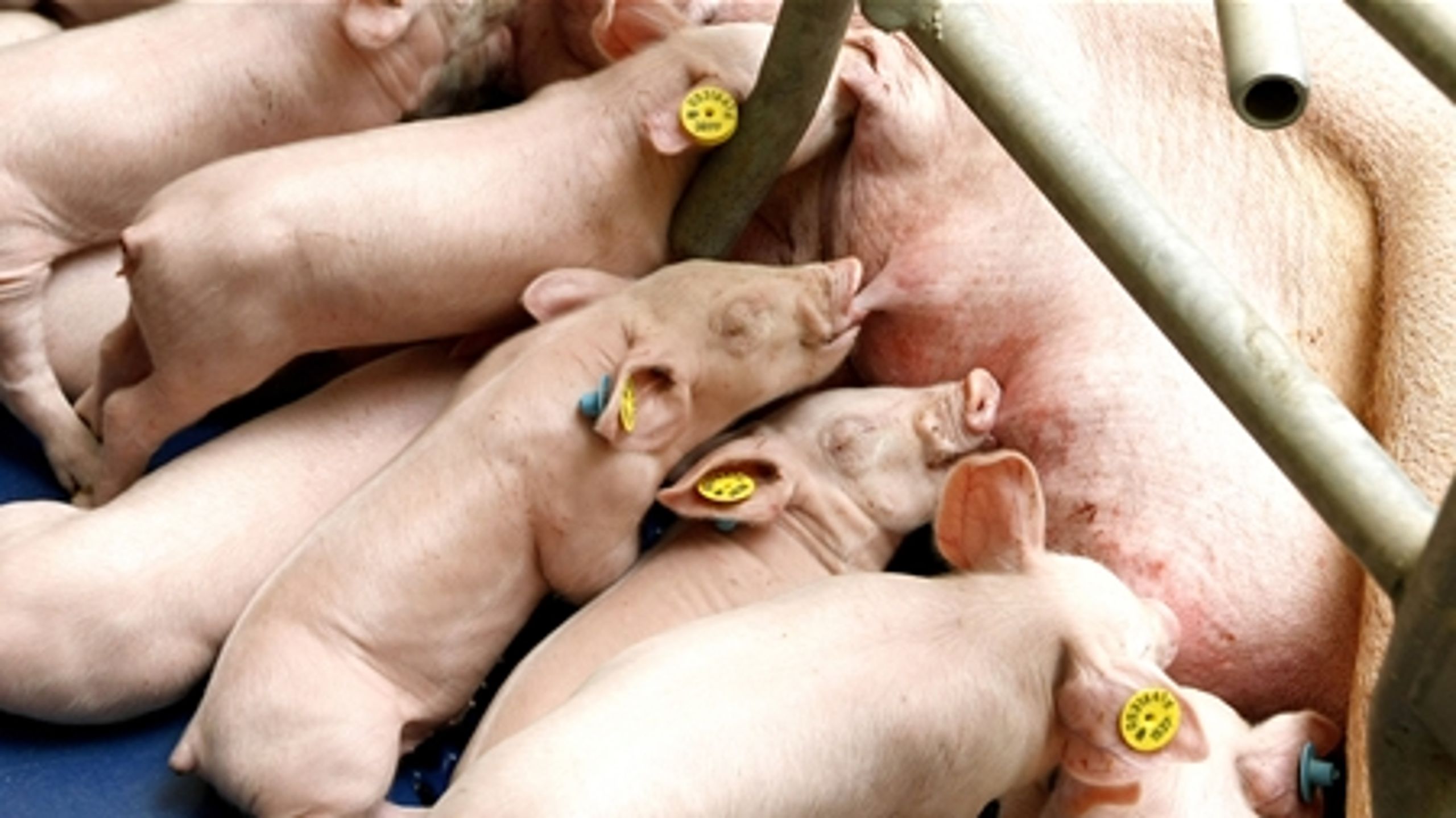 "Jeg har ikke haft nogen grund til at betvivle Peter Sandøes virke som formand for arbejdsgruppen, der kigger på avl af dyr," siger fødevareminister Mette Gjerskov (S).