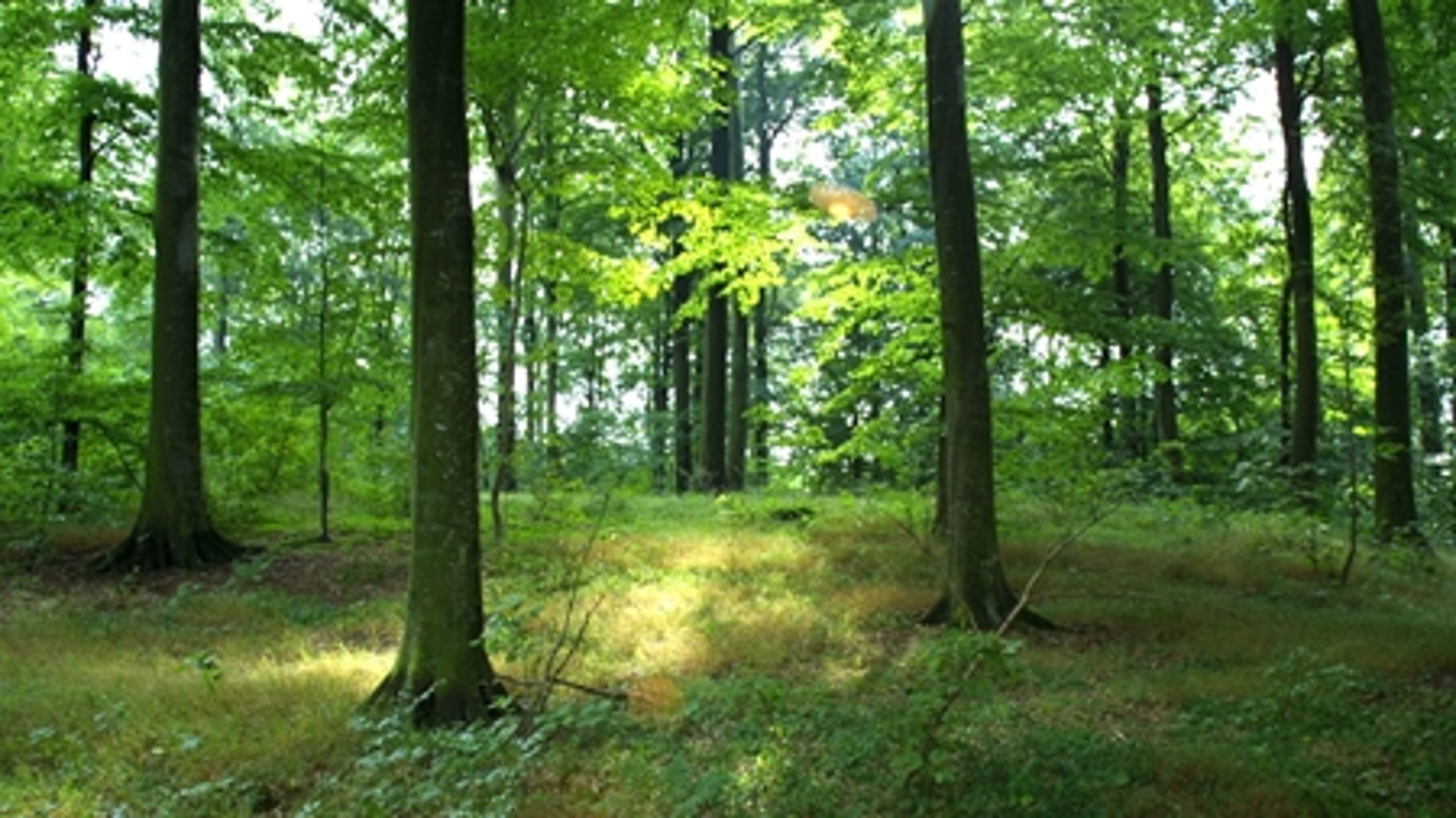 Udsætter vi arter for vores egen eller arternes skyld? Det er der delte meninger om blandt naturfolk.