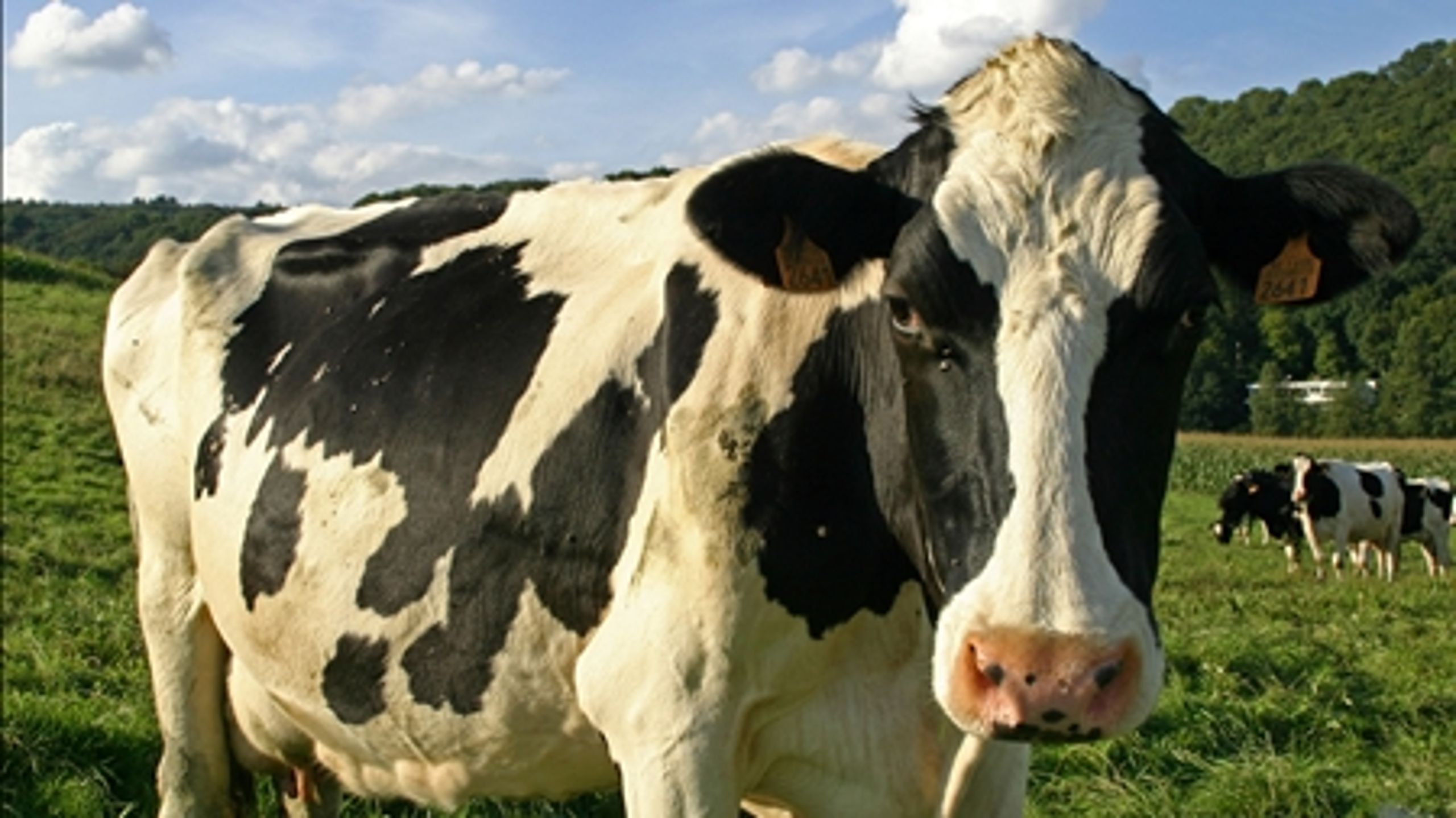 Biodiversitet eller landbrugsproduktion? Det er vigtigt at beslutte, hvad formålet med naturplejen er, lyder det fra ekspert.  