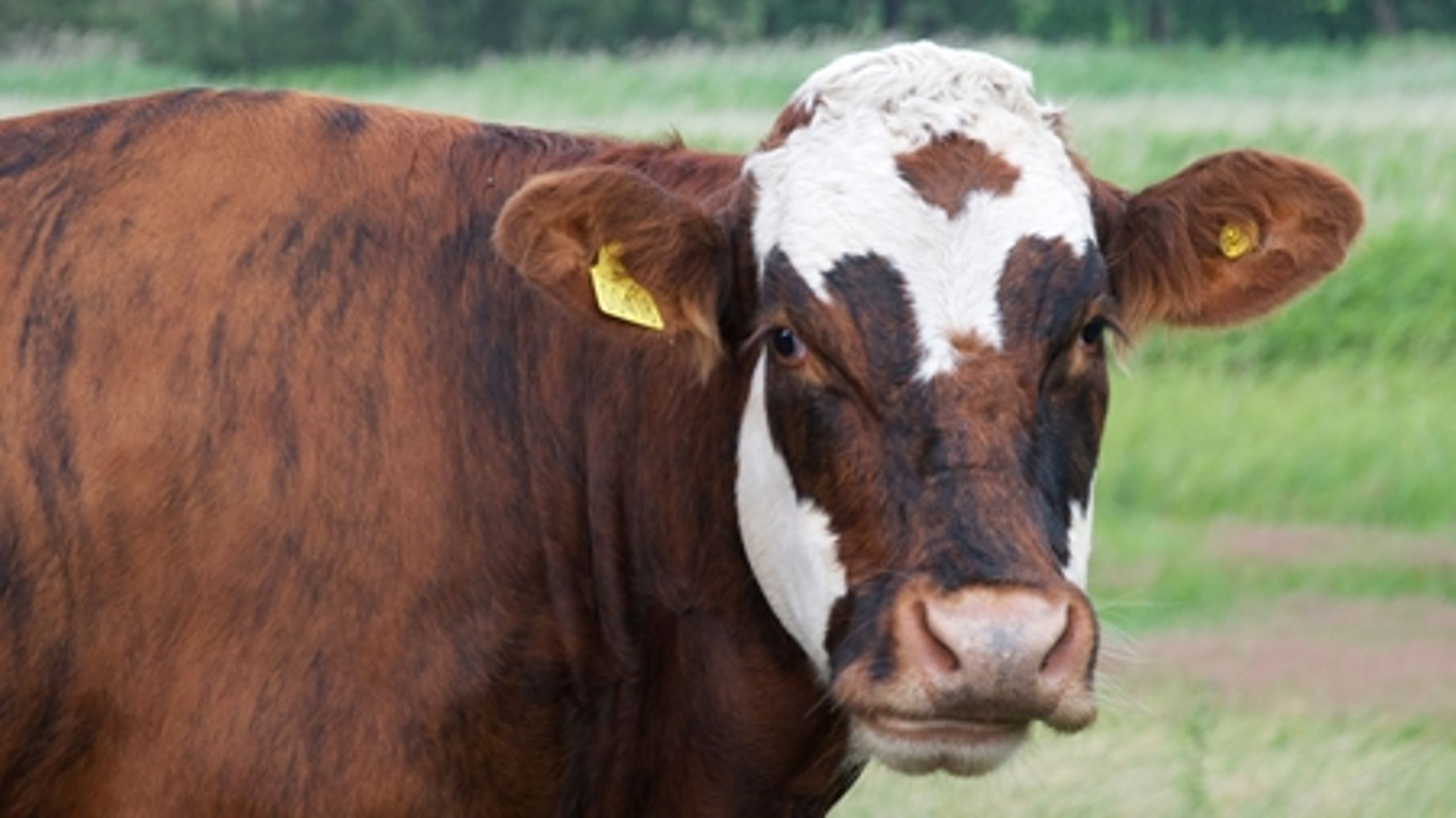 Det er særligt rød blok, som bakker op om en mindre landbrugsstøtte.