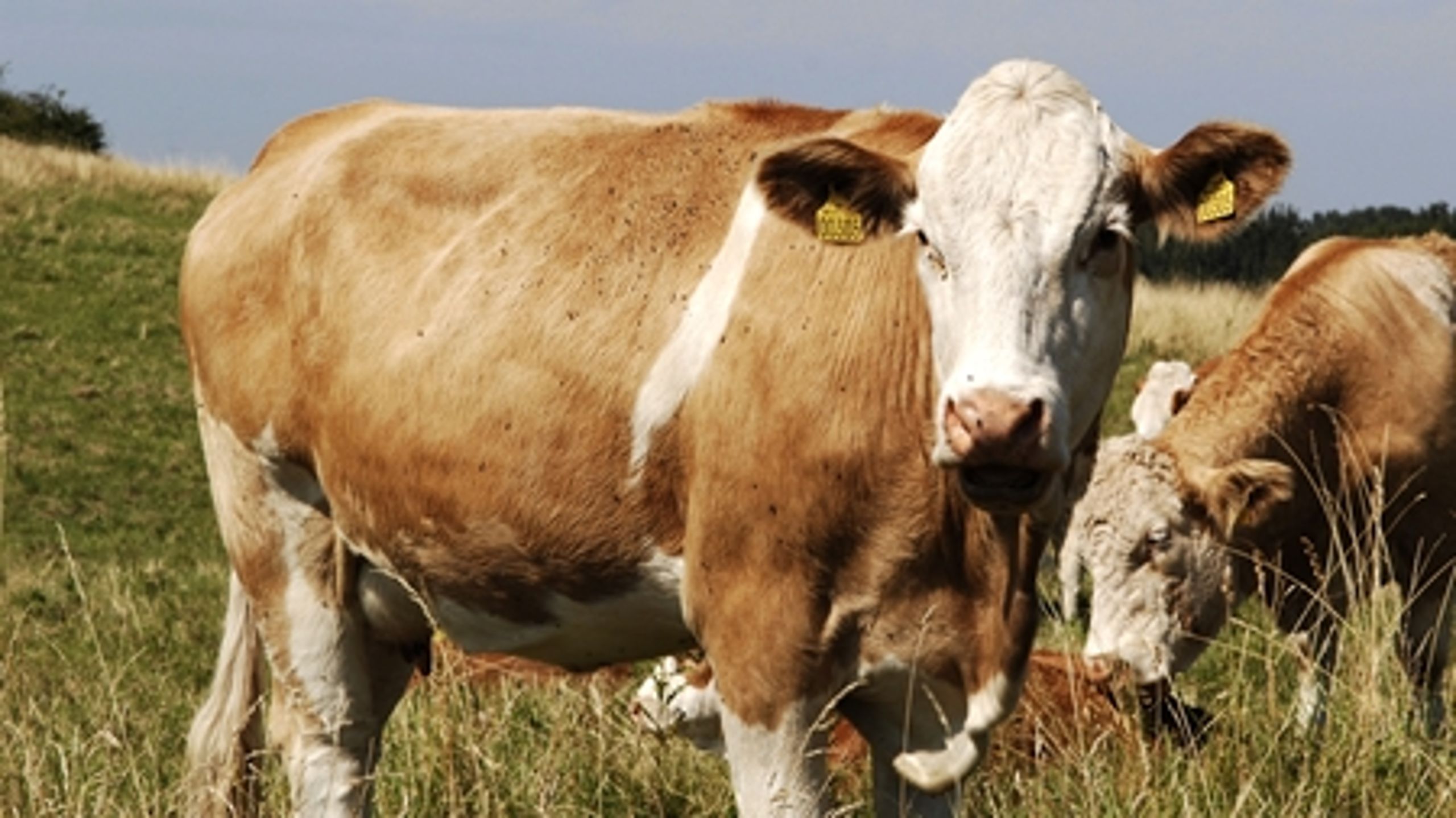 Der er brug for nytænkning og ekstra krav, hvis økologien skal spille en central rolle i fremtidens bæredygtige samfund.