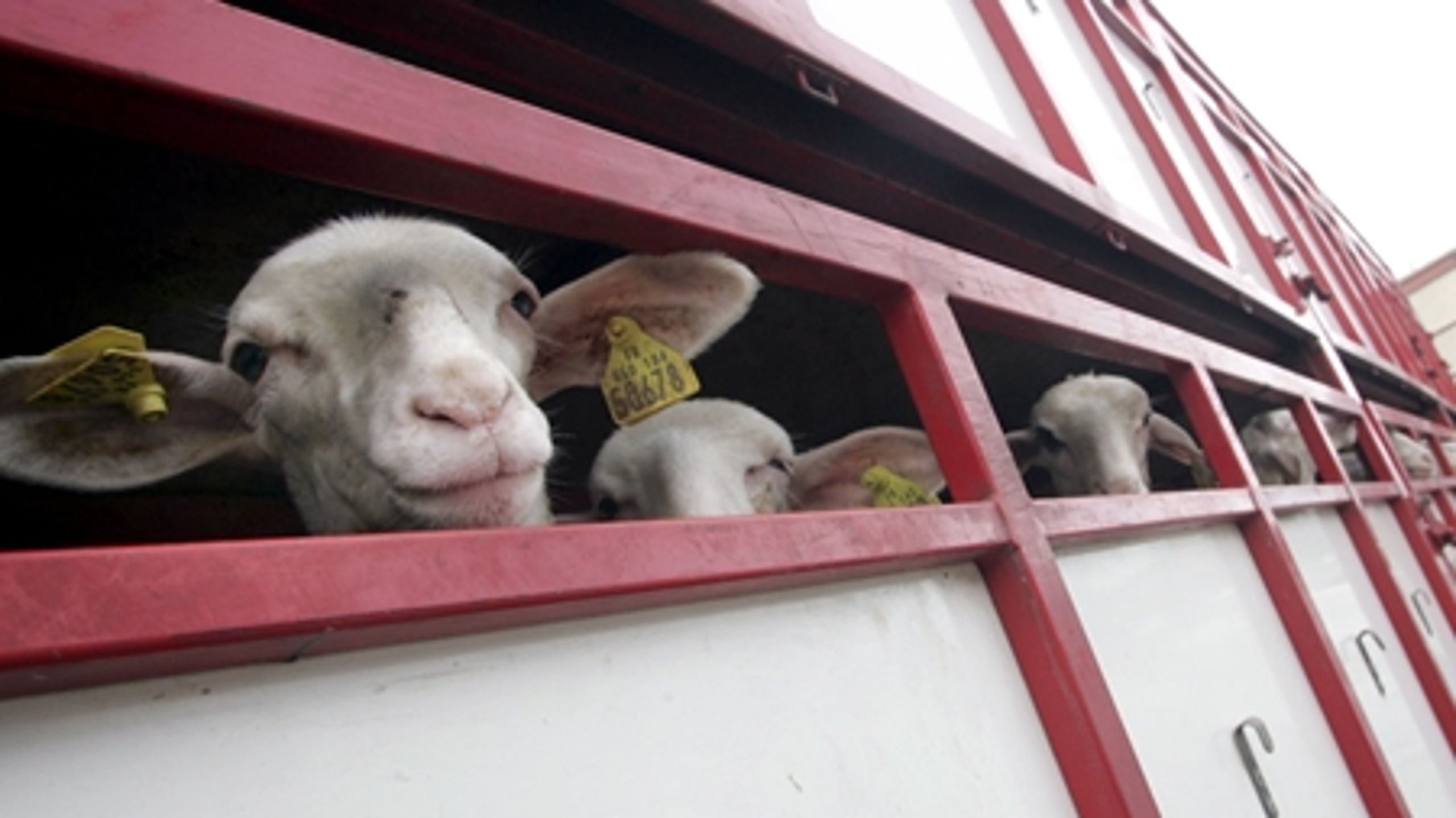 Der er brug for at forenkle lovgivningen på dyresundhedsområdet samt få et skarpere fokus på at forebygge sygdomme, mener Kommissionen.