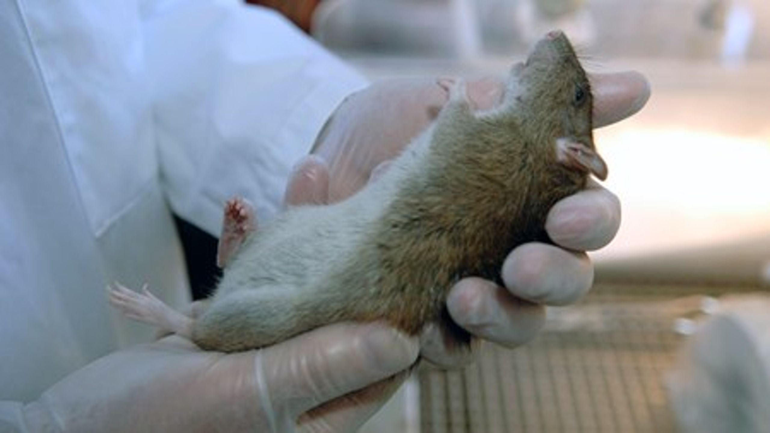 Mere end en million EU-borgere vil sætte en stopper for dyreforsøg.