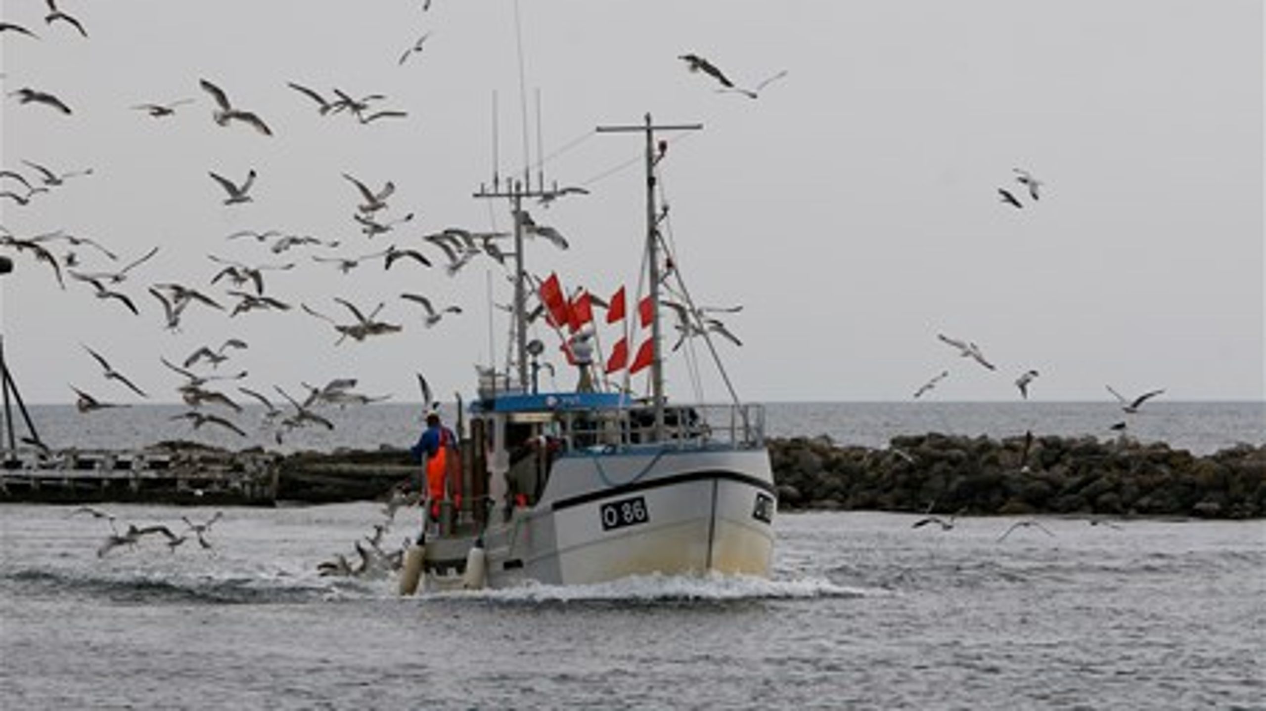 Danmark vil beskytte rev mod fiskeri.