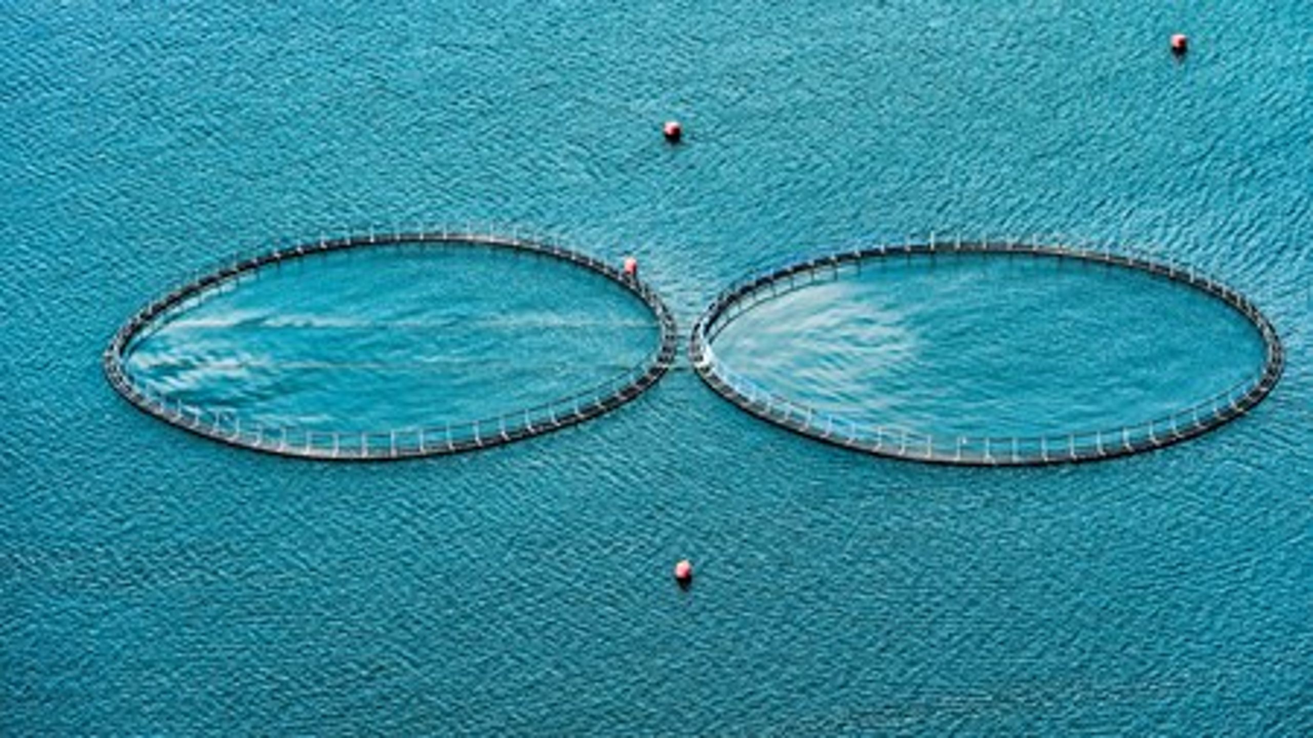 Fødevare- og landbrugspakkens vækstplan for havbrug er til skade for både natur og miljø, skriver Verner W. Hansen, formand for Danmarks Sportsfiskerforbund.&nbsp;