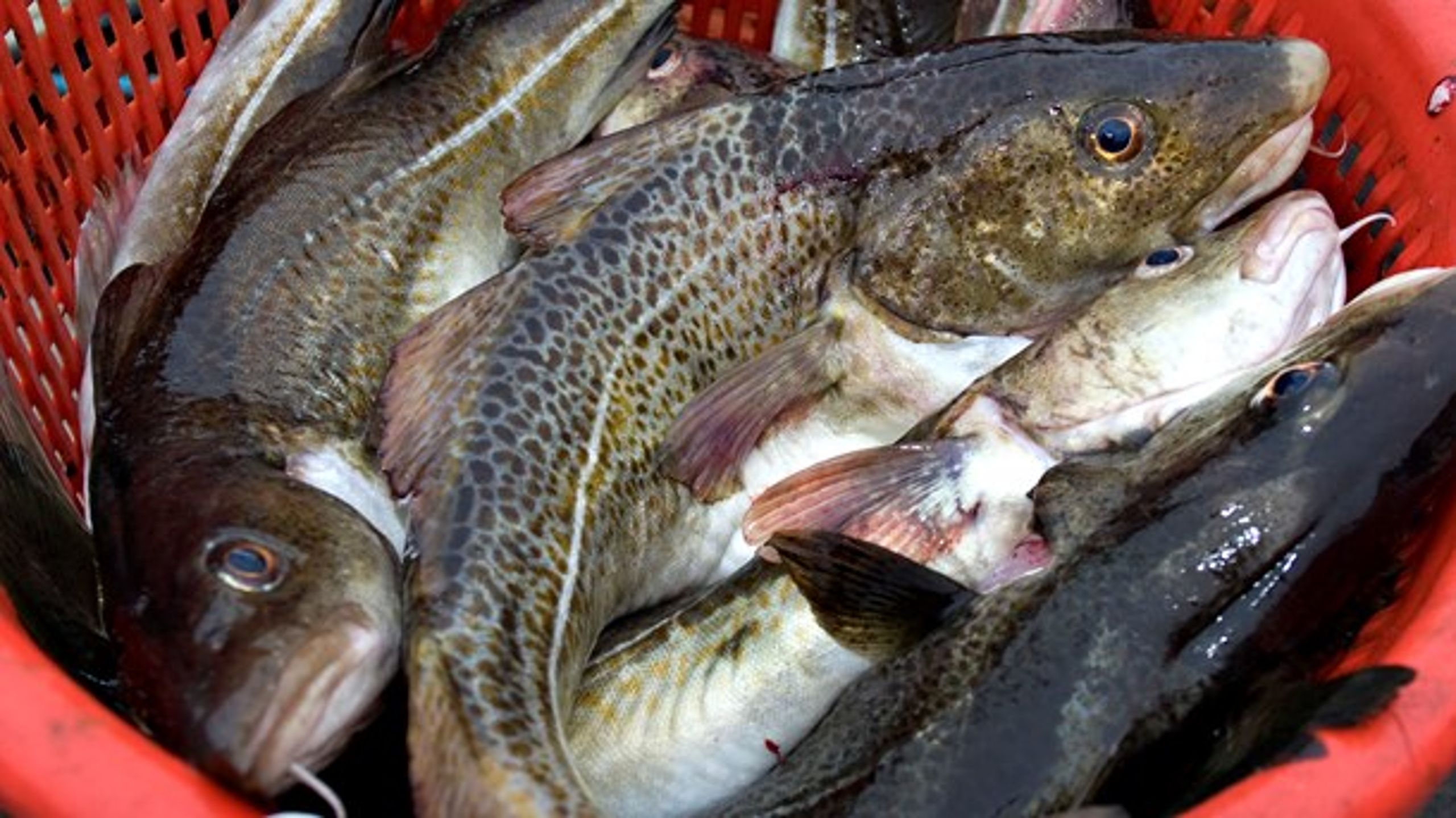 Nye kvoter for torskefiskeri i Østersøen kan få alvorlige konsekvenser for danske fiskere, lyder det fra regeringen. Forhandlingerne finder sted mandag.