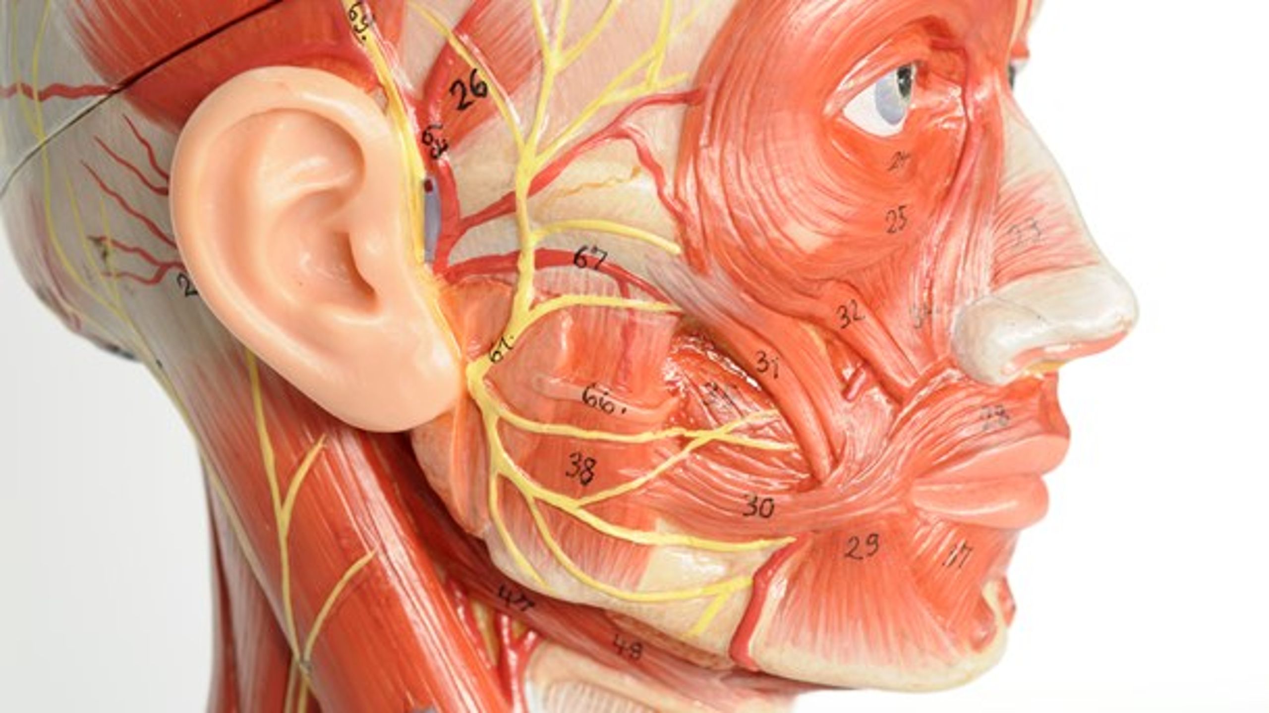 &nbsp;Den 'hudløse vælger' er voldsomt eksponeret for den digitaliserede verdens nyhedsstorm.&nbsp;