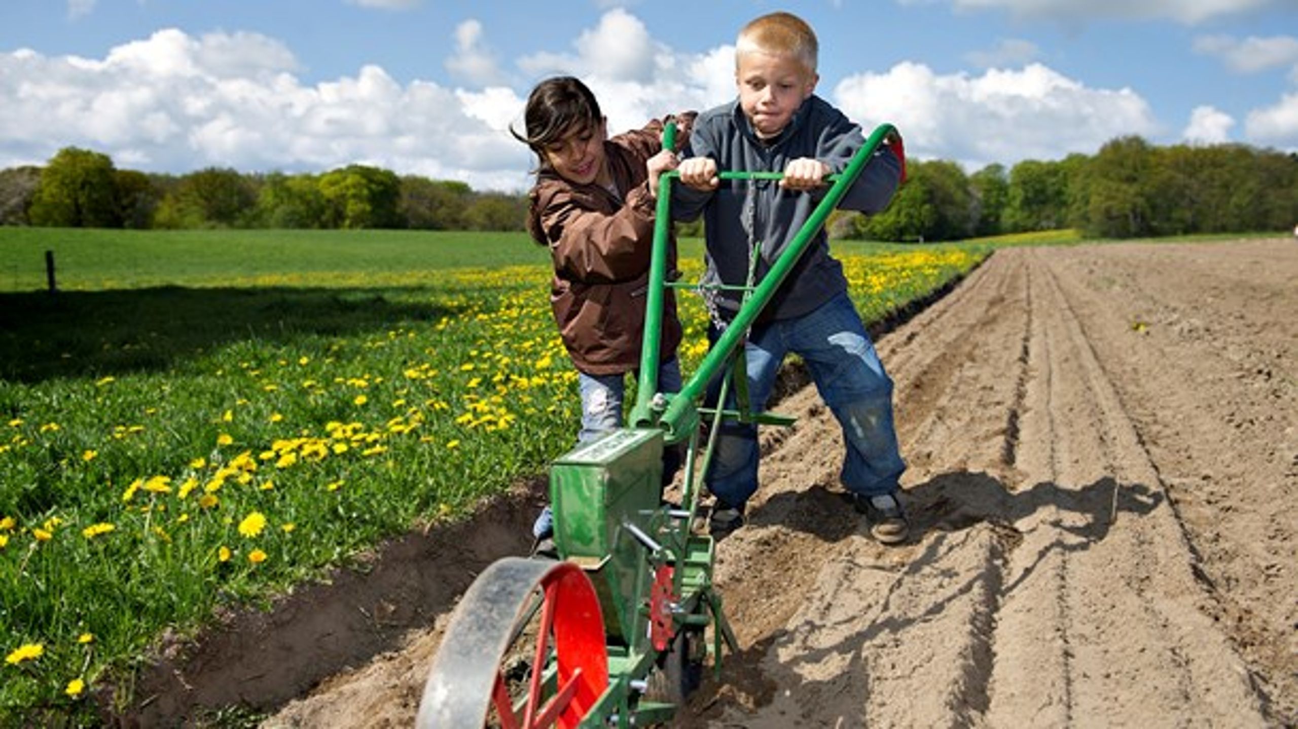 Nadine og Oliver fra Nivå er i færd med at plante solsikker på markerne ved Krogerup.&nbsp;