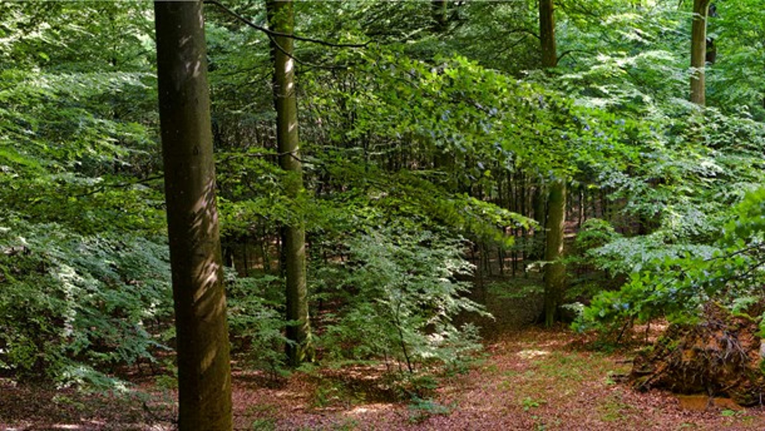 Naturstyrelsen er nu færdig med udflytning af medarbejdere.&nbsp;