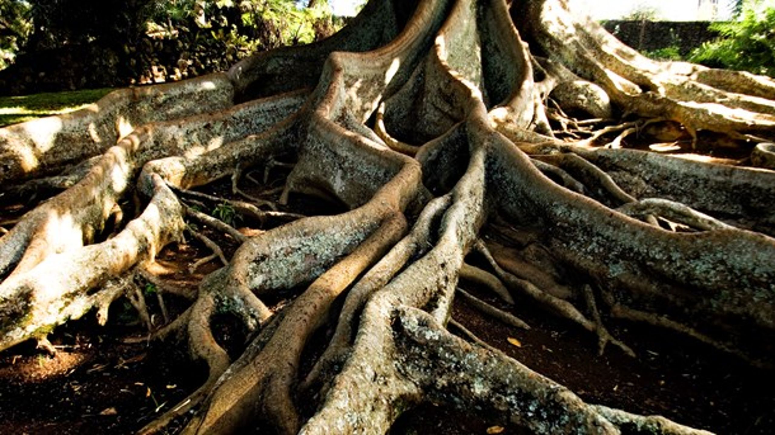 Løsningen på store, komplekse samfundsproblemer skal komme nedefra og vokse sig stærke i et samspil mellem forskellige aktører, mener forfatterne til "Rodskud".&nbsp;