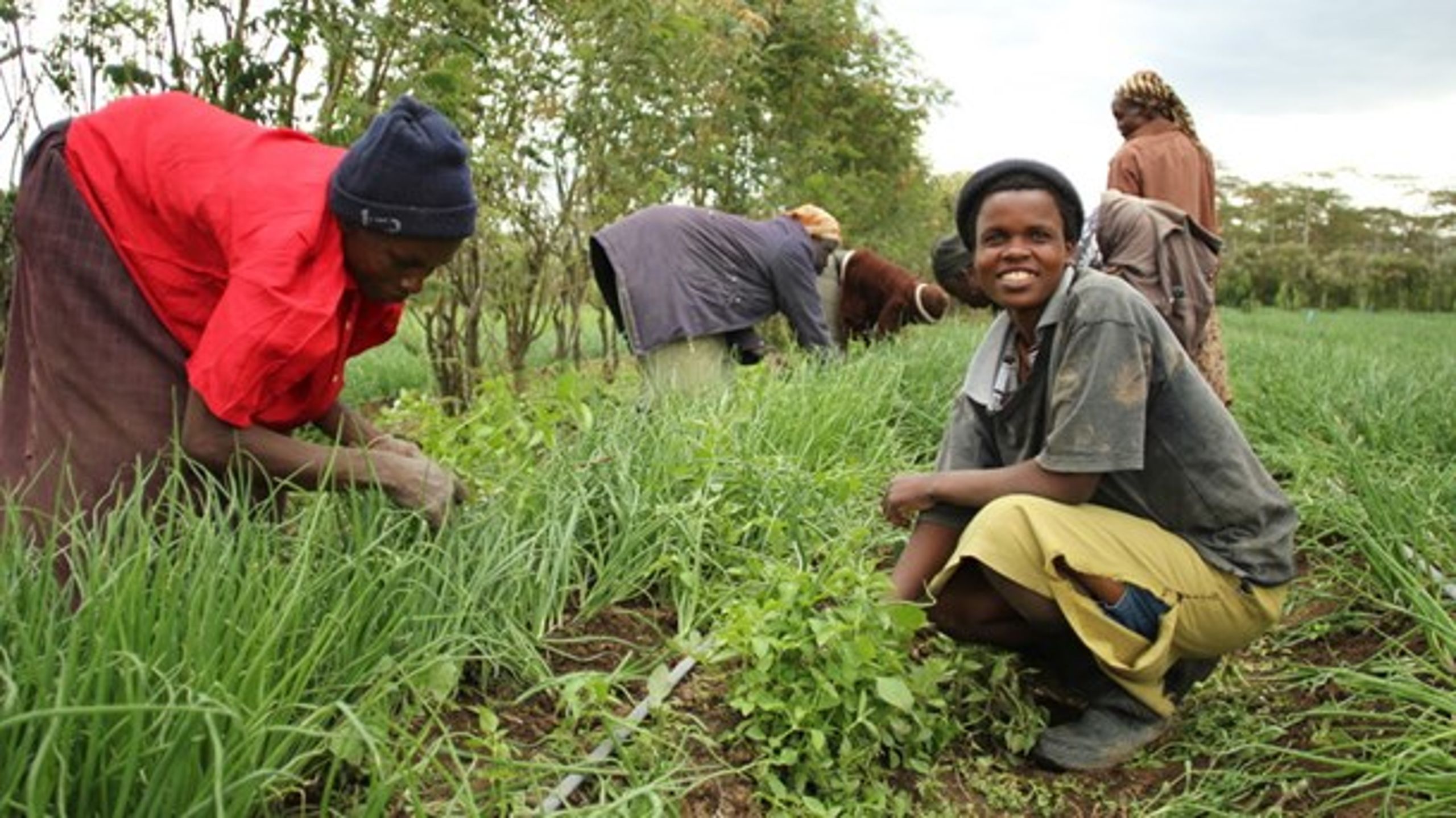 Frihandels- og investeringsaftaler er i dag med til at udhule lokale industrier i udviklingslande, skriver&nbsp;Caroline Bjerglund Andersen fra&nbsp;Afrika Kontakt.