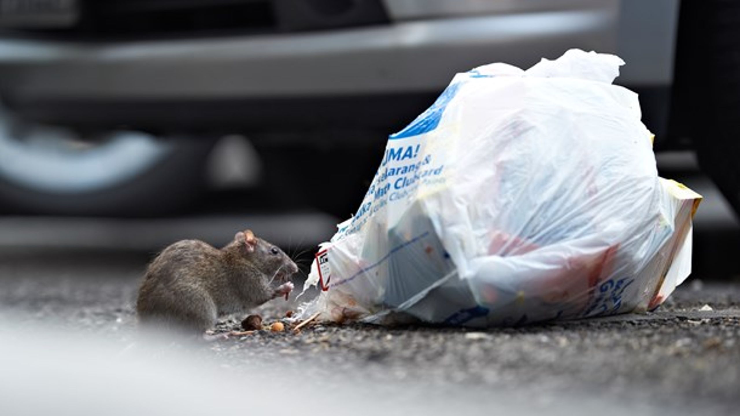 Rotter er&nbsp;et stigende problem i Danmark. Og Esben Lunde Larsen brygger på en handlingsplan.