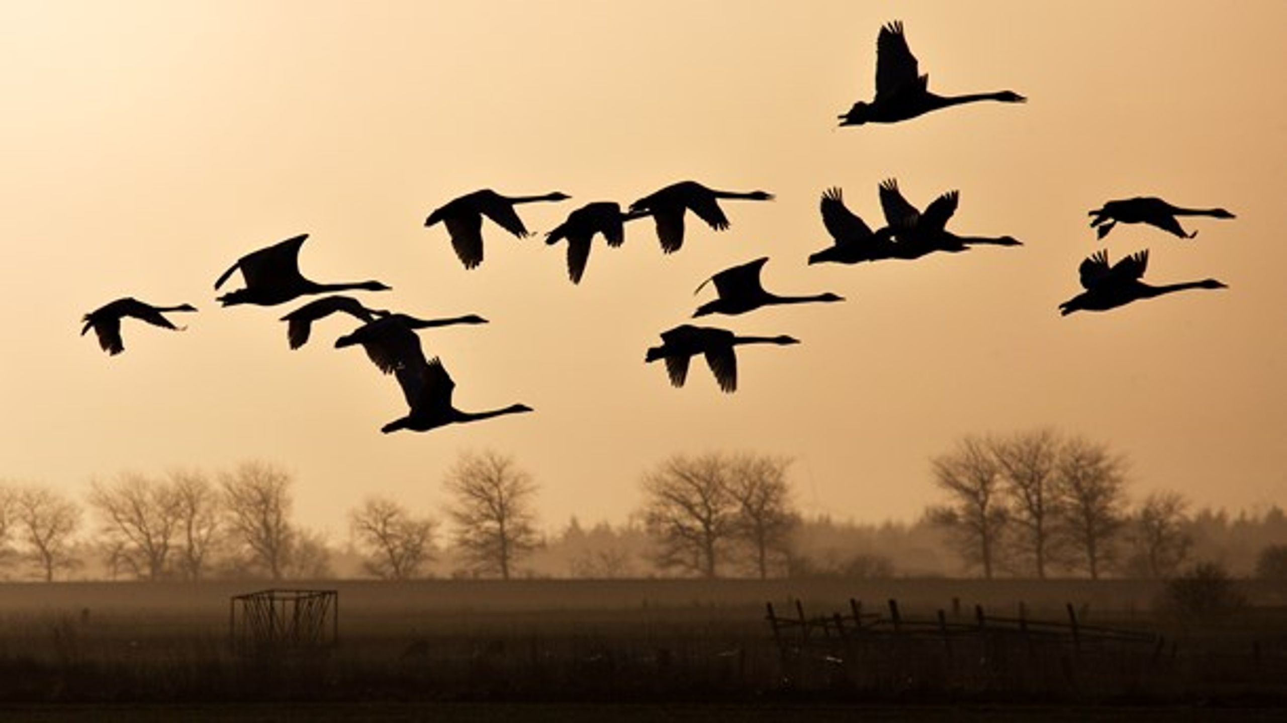 Nordea-fonden har doneret 16,5 millioner kroner til Tøndermarsken.