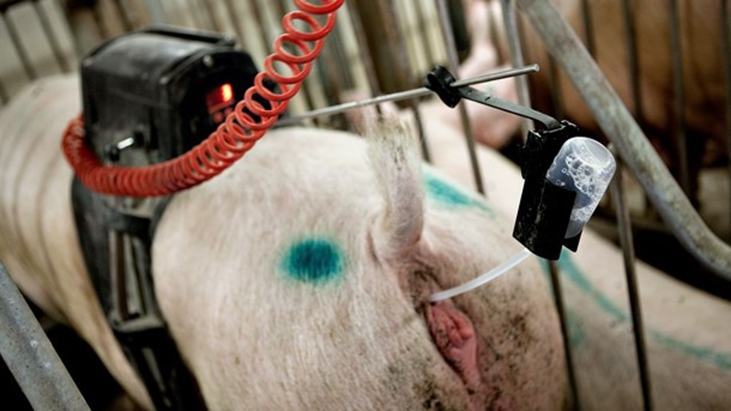 Forskning er nødvendig for at optimere anvendelsen af antibiotika, mener formanden for Dyrlægeforeningen.