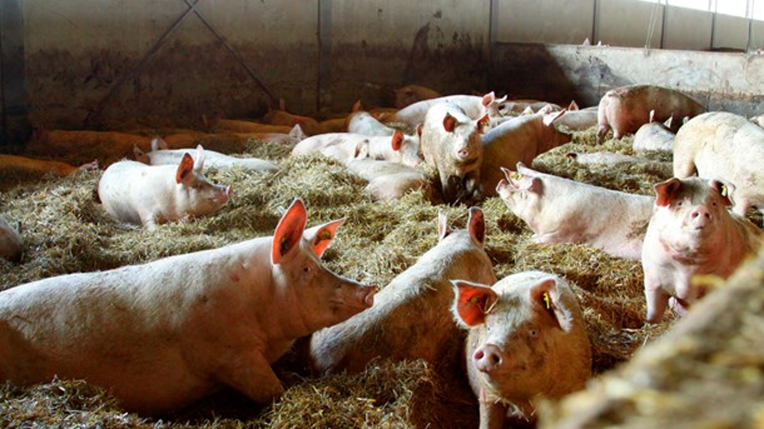 Der er mere på spil end svineproducenternes økonomi, og i den lange ende kan det meget vel være grebet om nældens rod, der betaler sig bedst, skriver Britta Riis.&nbsp;