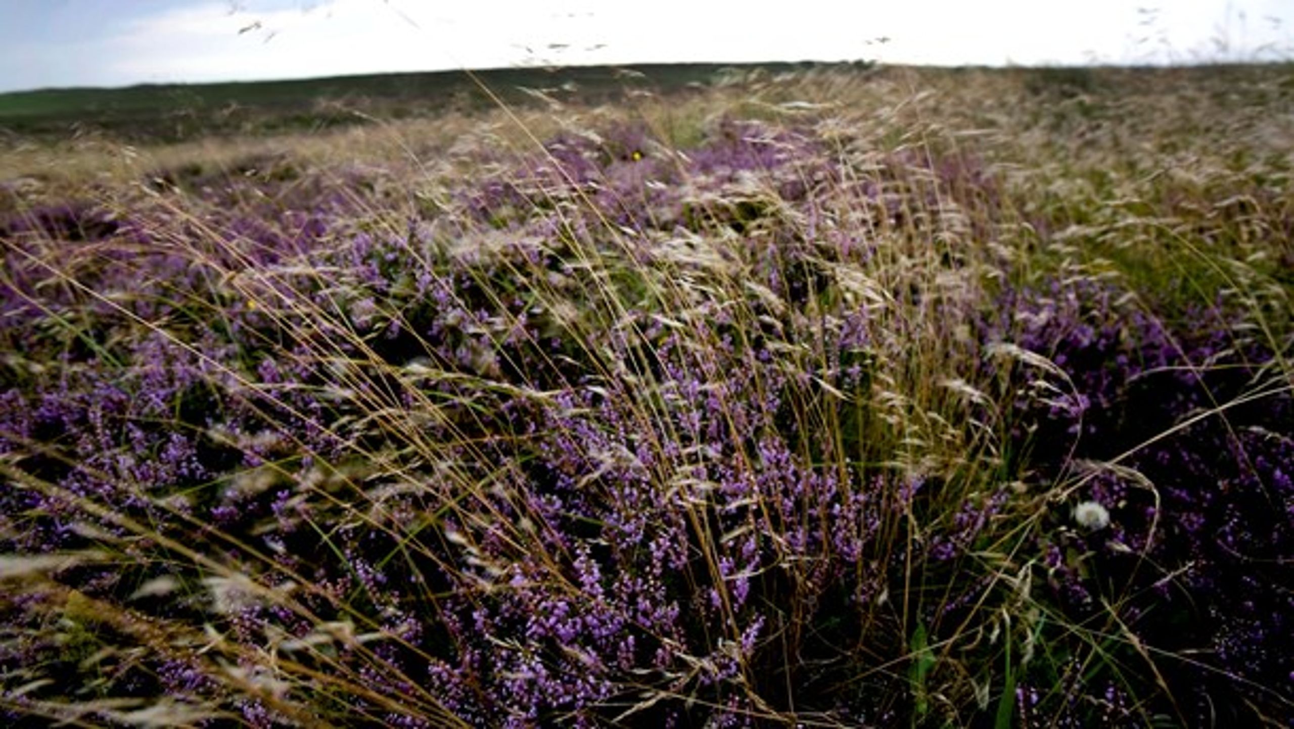 Nationalpark Thy er en af fire danske nationalparker - udpeget af Miljøministeriet - som skal sikre øget biodiversitet.