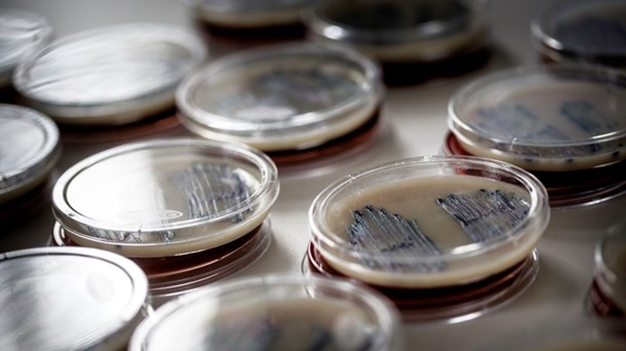 De multiresistente bakterier MRSA er på fremmarch, men er ikke den eneste udfordring med resistens, skriver professor Hans Pedersen. Her ses MRSA-test på DTU.