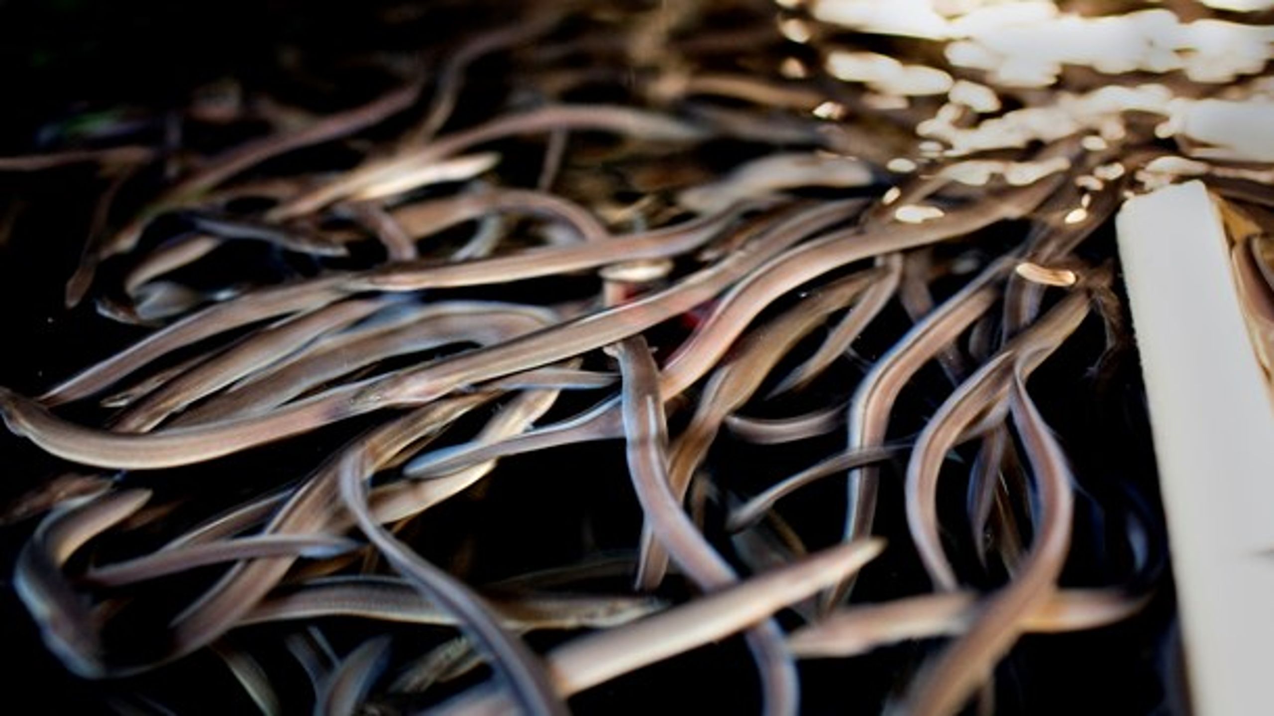 Den danske regering skal mandag kæmpe&nbsp;mod forbud mod ålefiskeri i Østersøen ved et ministerrådsmøde i Luxembourg.