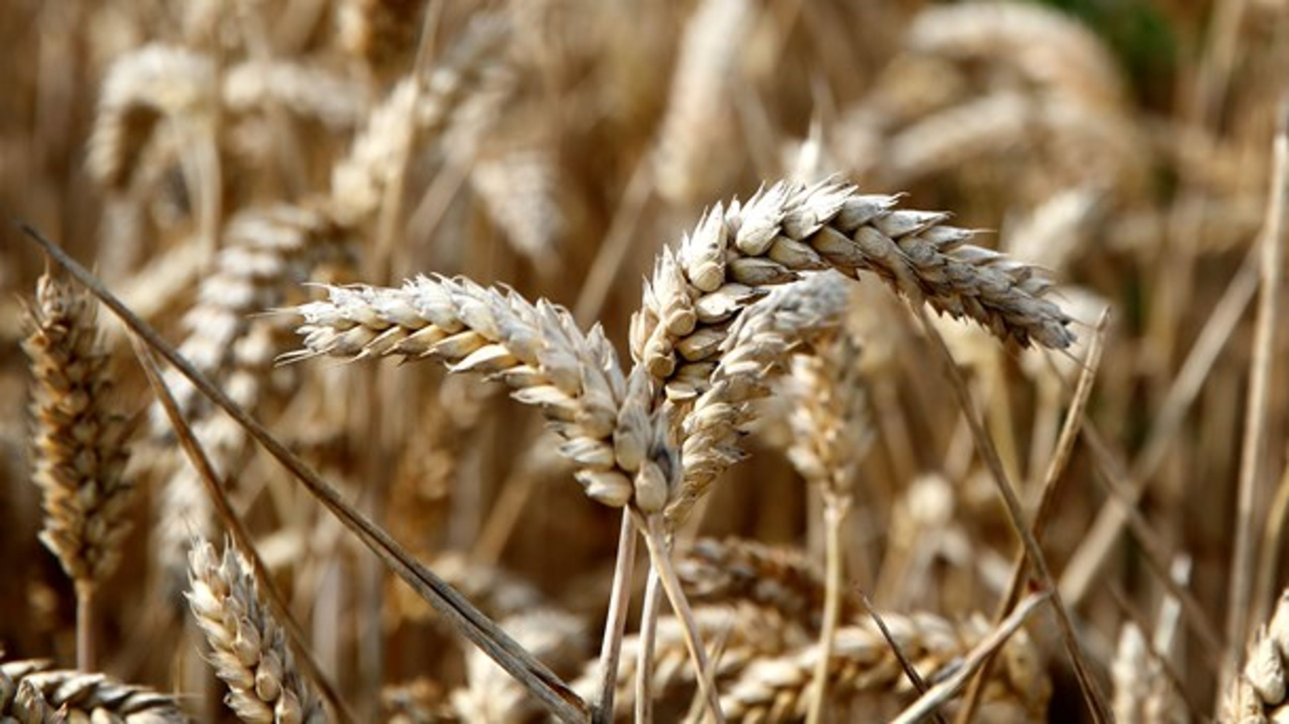 <div>Vi har fjernet påtvungen undergødskning, og nu kan&nbsp;landmændene give afgrøderne den nødvendige gødning. Det skader ikke miljøet, da der også er gennemført&nbsp;miljøkompenserende foranstaltninger, skriver Bonnesen.&nbsp;</div>