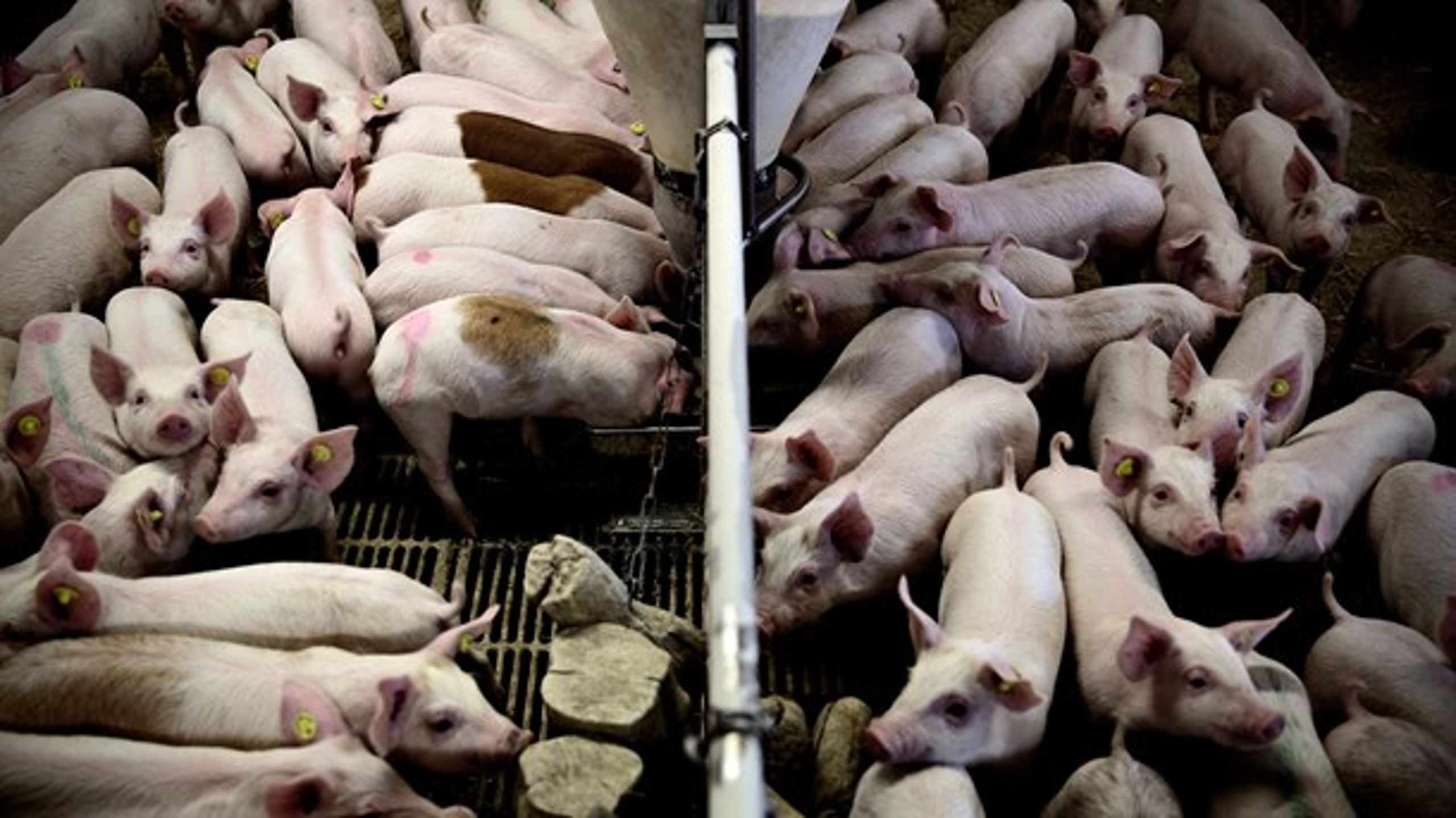 Husdyrreguleringen bør ændres, da den i dag&nbsp;pålægger landmanden meget skrappe restriktioner uden overhovedet at se på, hvordan naturen kunne forbedres gennem en målrettet forvaltning, mener Lotte Andersen.&nbsp;