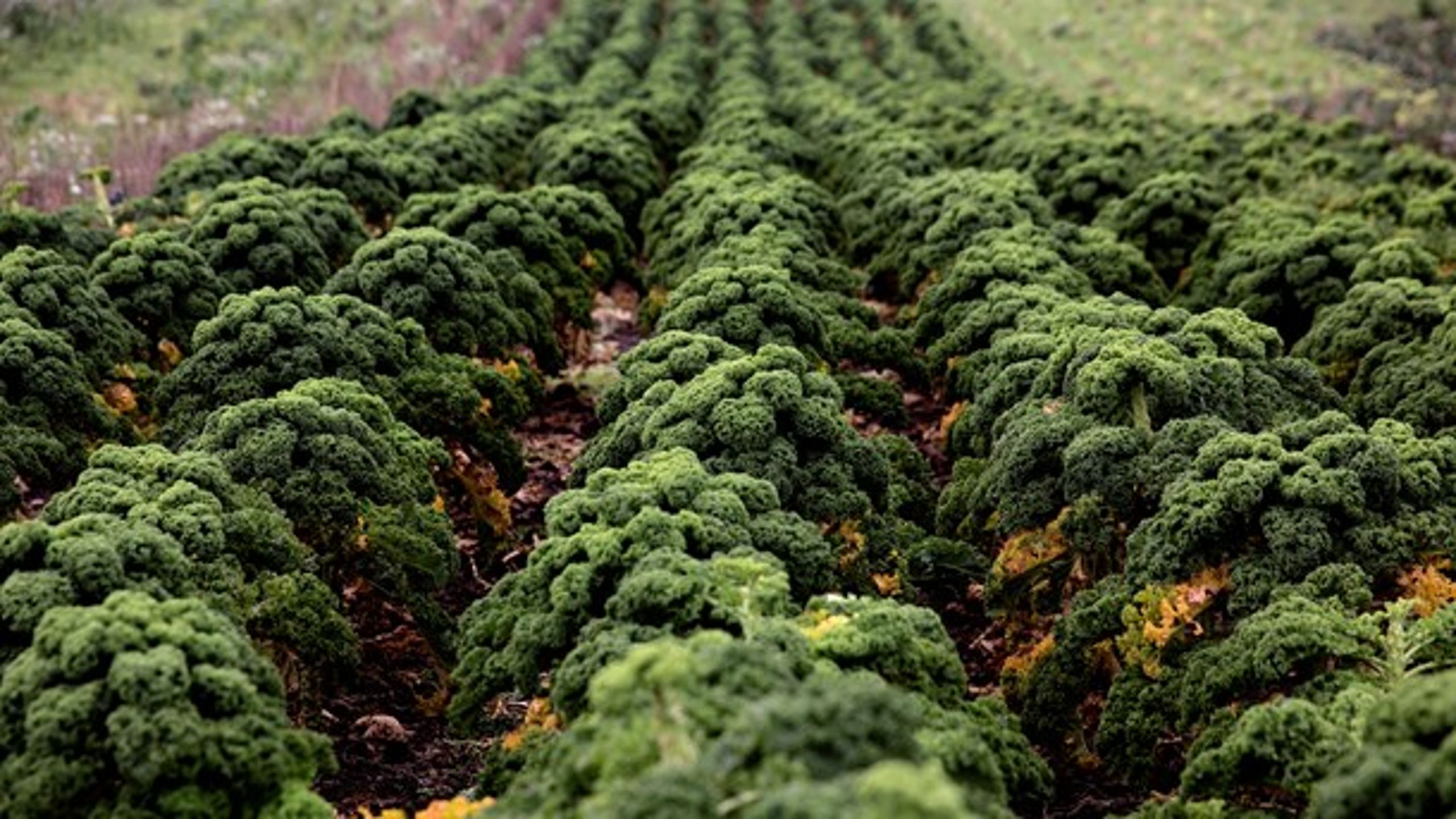 Både det økologiske og konventionelle&nbsp;landbrug har en opgave i at tage en&nbsp;del af ansvaret for at reducere Danmarks udslip af klimagasser, mener Økologisk Landsforening.&nbsp;