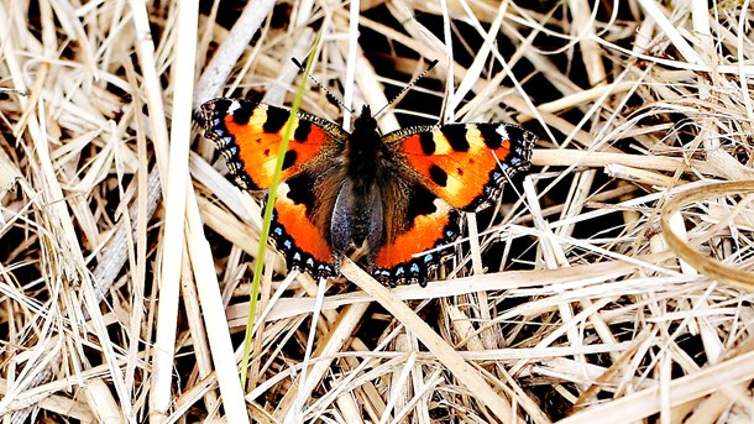 Mange dyr er forsvundet fra naturen. Blandt andet er&nbsp;12 dagsommerfuglearter og 53 bi-arter forsvundet fra Danmark&nbsp;de seneste 50 år.<br>