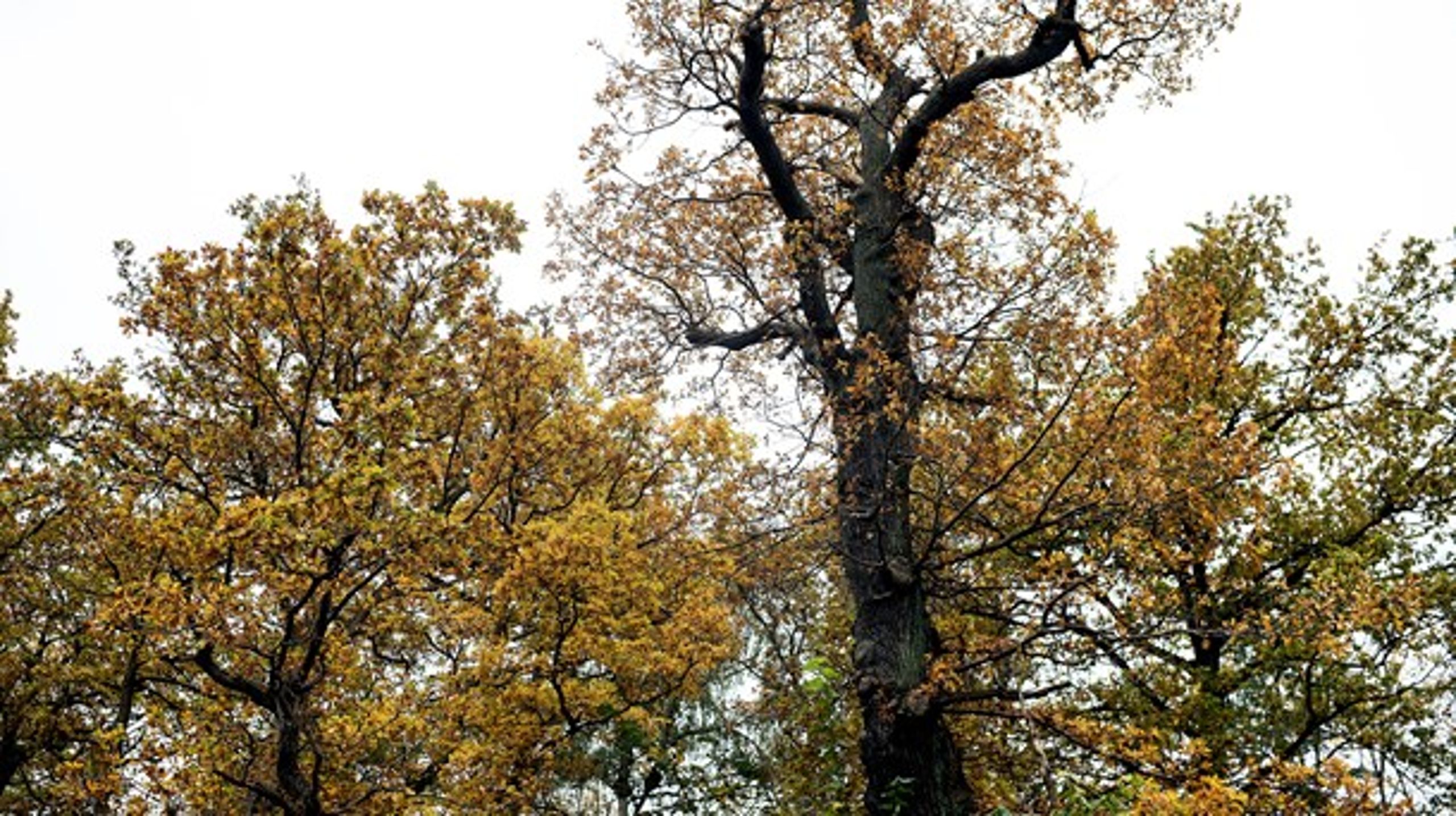 Træernes økonomiske værdi er forbundet med deres alder. Det er derfor mange af de ældste træer, der står til at blive fældet. Men det er netop de ældste træer, skovenes arter har brug for, skriver Peder Størup.<br>
