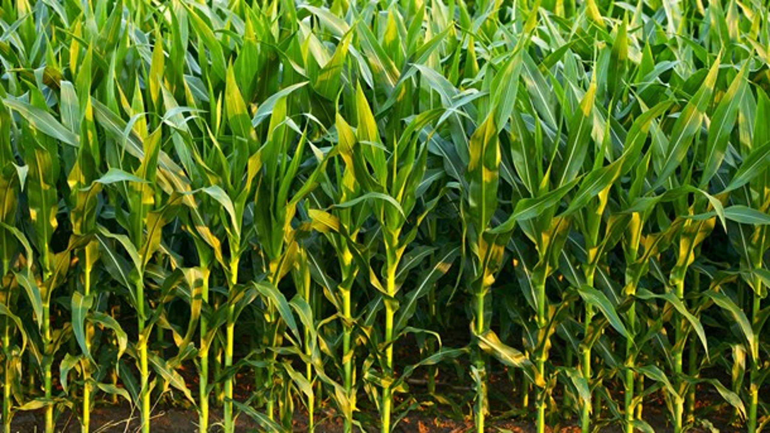 Med opkøbet af Monsanto bliver den tyske kemigigant Bayer&nbsp;den største frø- og pesticidproducent i verden.