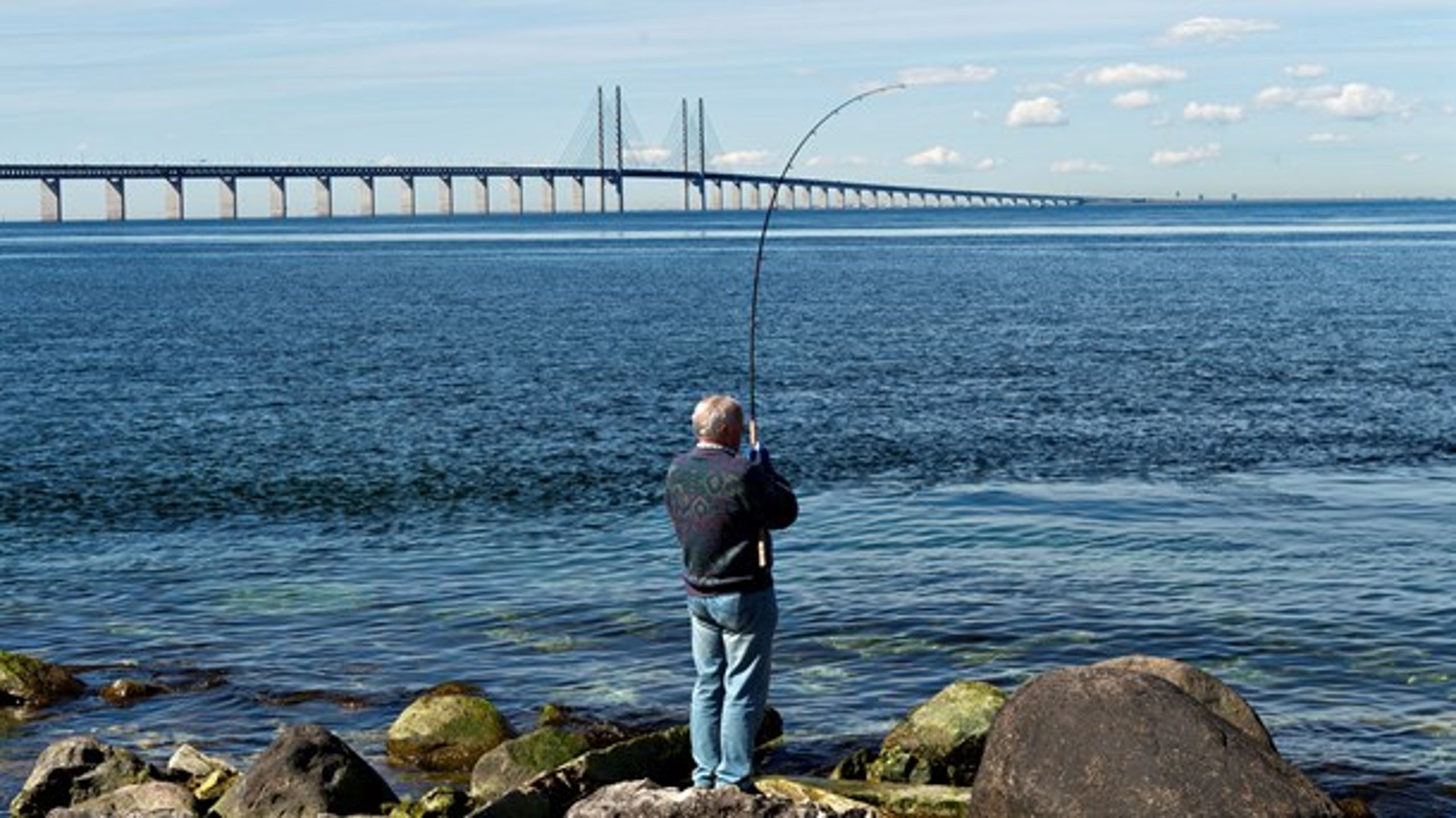 Selv om lystfiskerne hvert år hiver millioner af kroner op af havet i Øresund, så kommer&nbsp;de erhvervsmæssige interesser ofte i første række, skriver&nbsp;Verner W. Hansen.