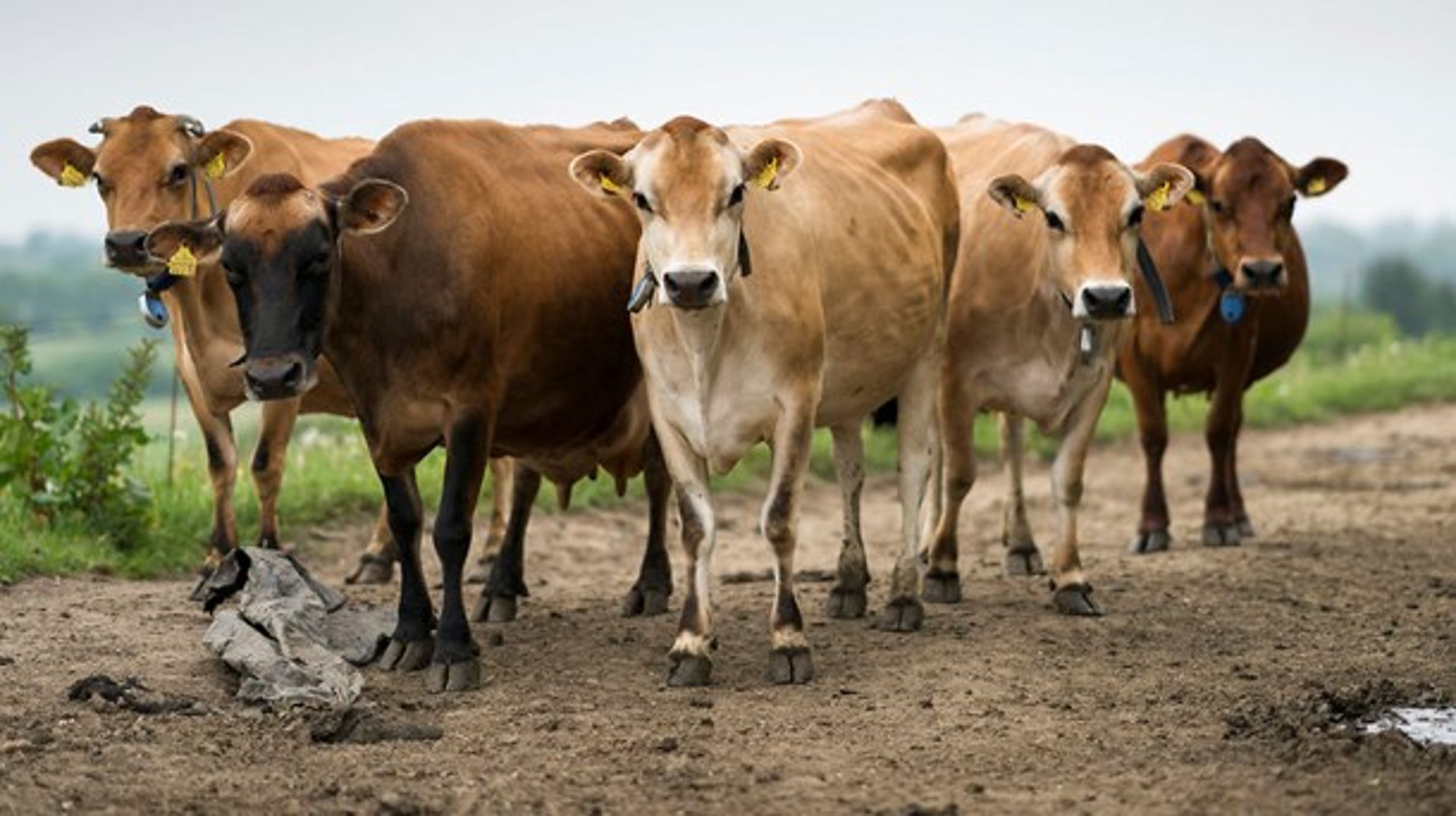 I et fælles udspil fra Økologisk Landsforening og Landbrug &amp; Fødevarer anbefales det at arbejde for mere&nbsp;recirkulering af næringsstoffer, så man blandt andet bliver mindre afhængig af gylle fra konventionelt landbrug.&nbsp;<br>