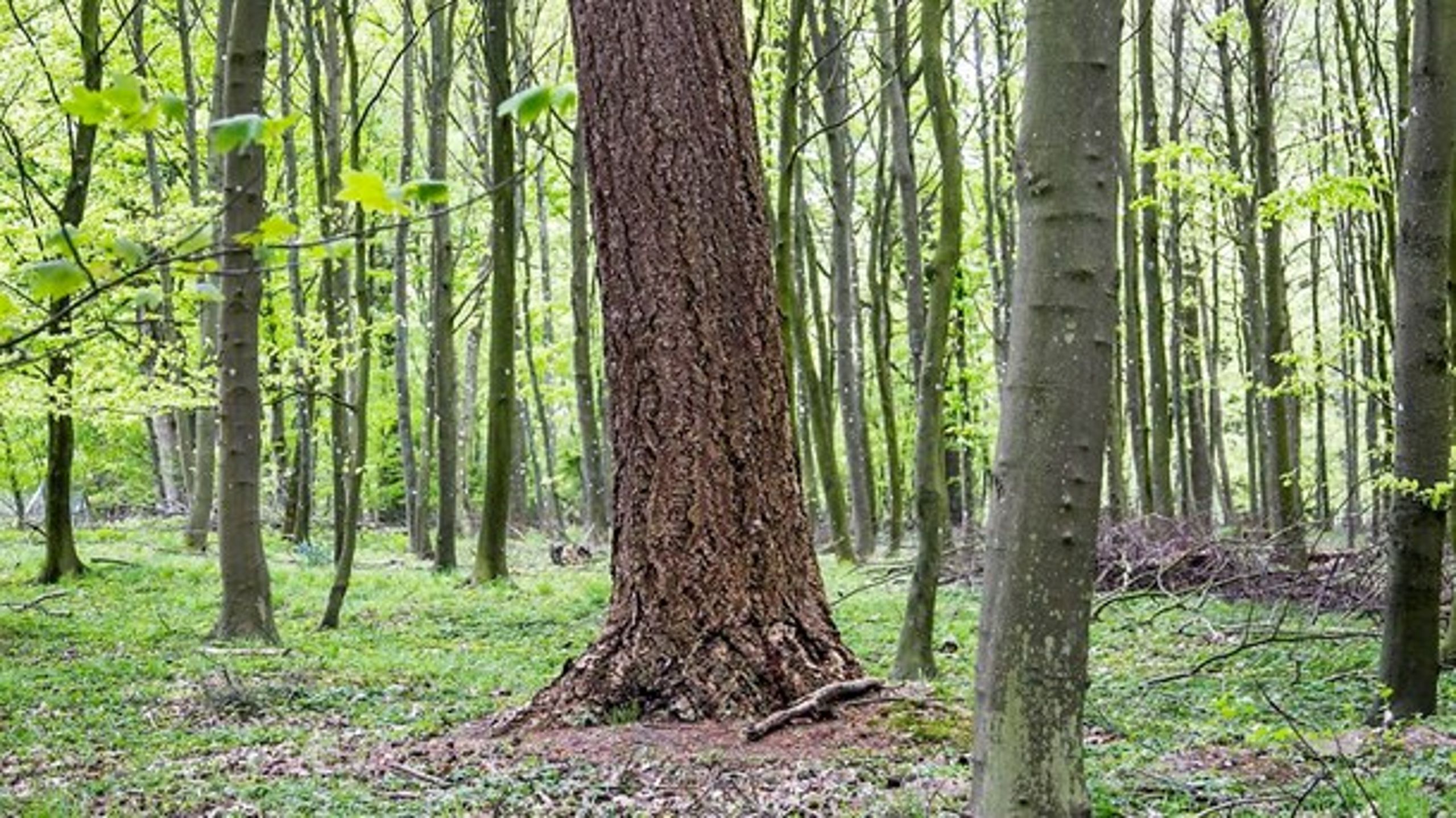 Der er brug for en Naturpakke 2.0, hvor vi fortsætter ned ad den sti, som blev anlagt i forbindelse med den første naturpakke, skriver Carsten Bach (LA).<div></div>