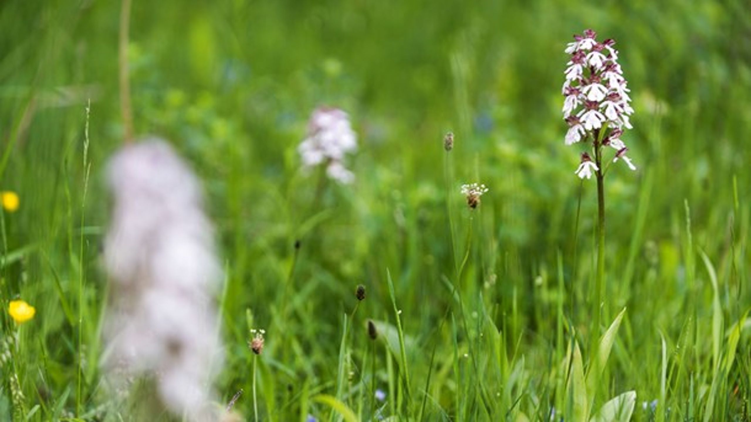 Områder ved Saltum Enge, Klinteskoven på Møn og&nbsp;Paradisbakkerne ved Almindingen er nogle af de steder, Miljøministeriet har forslået skal under Nature 2000-beskyttelse.&nbsp;
