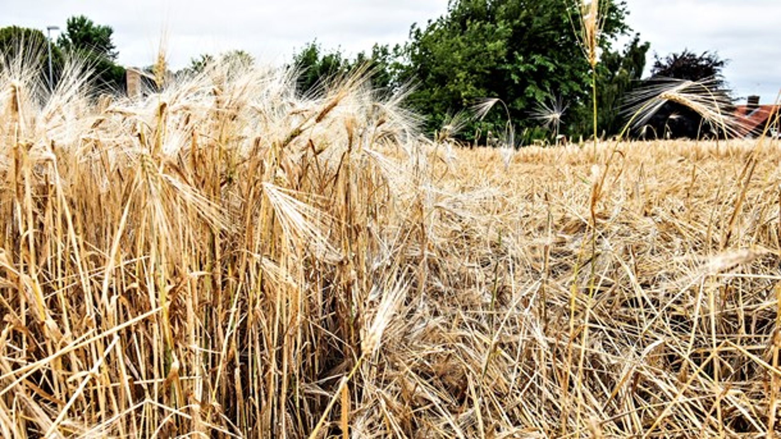 Fjernvarmeprisen kan forventes at stige&nbsp;i en del halmområder. Usikkerheden på halm understreger behovet for, at der er anlæg til flere forskellige brændsler på værkerne, mener Kim Behnke.