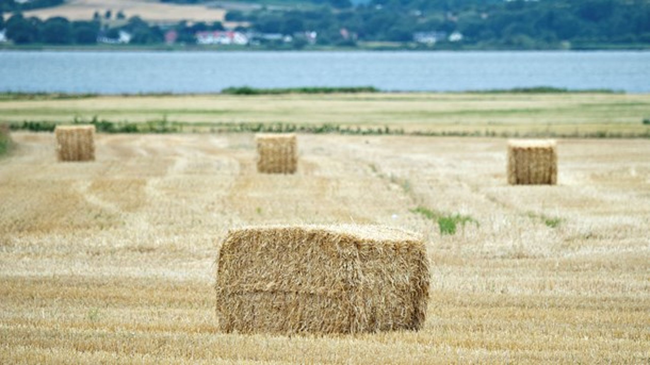 Hvis der indføres særordninger for landbruget på baggrund af tørken, vil det skabe forventninger hos andre om at blive reddet i en tilsvarende situation, mener analysechef Otto Brøns-Petersen fra Cepos.