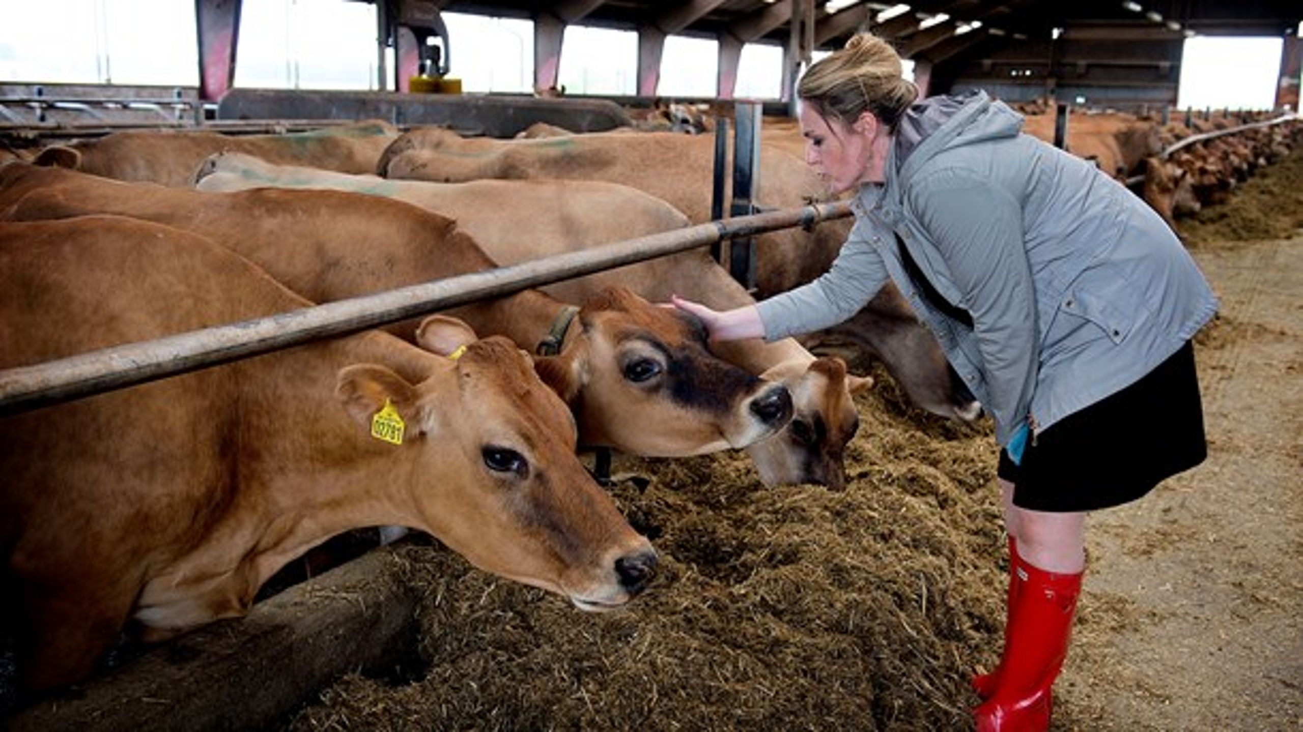Afgående direktør i Landbrug &amp; Fødevarer aer en ko ved Gørløse, maj 2016.