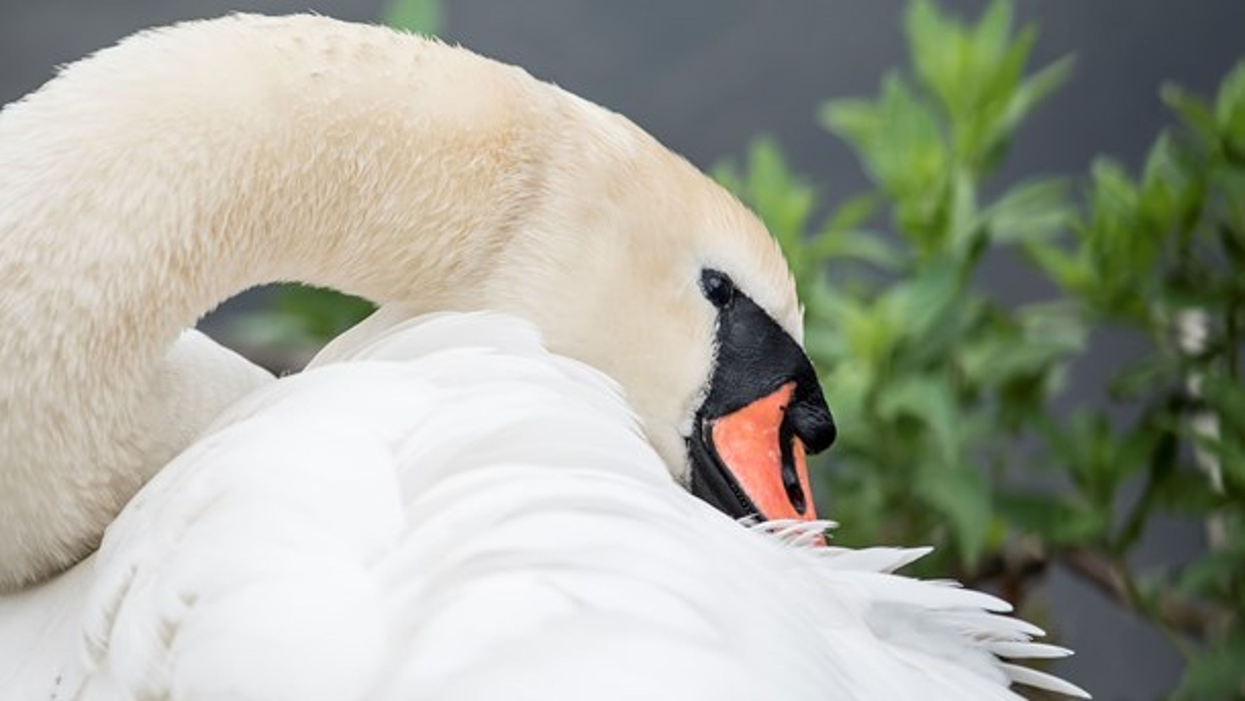 Svanemærket og EU-Blomsten kan bruges til at fremme cirkulær økonomi - særligt i små og mellemstore virksomheder, skriver Miljømærkning Danmark.