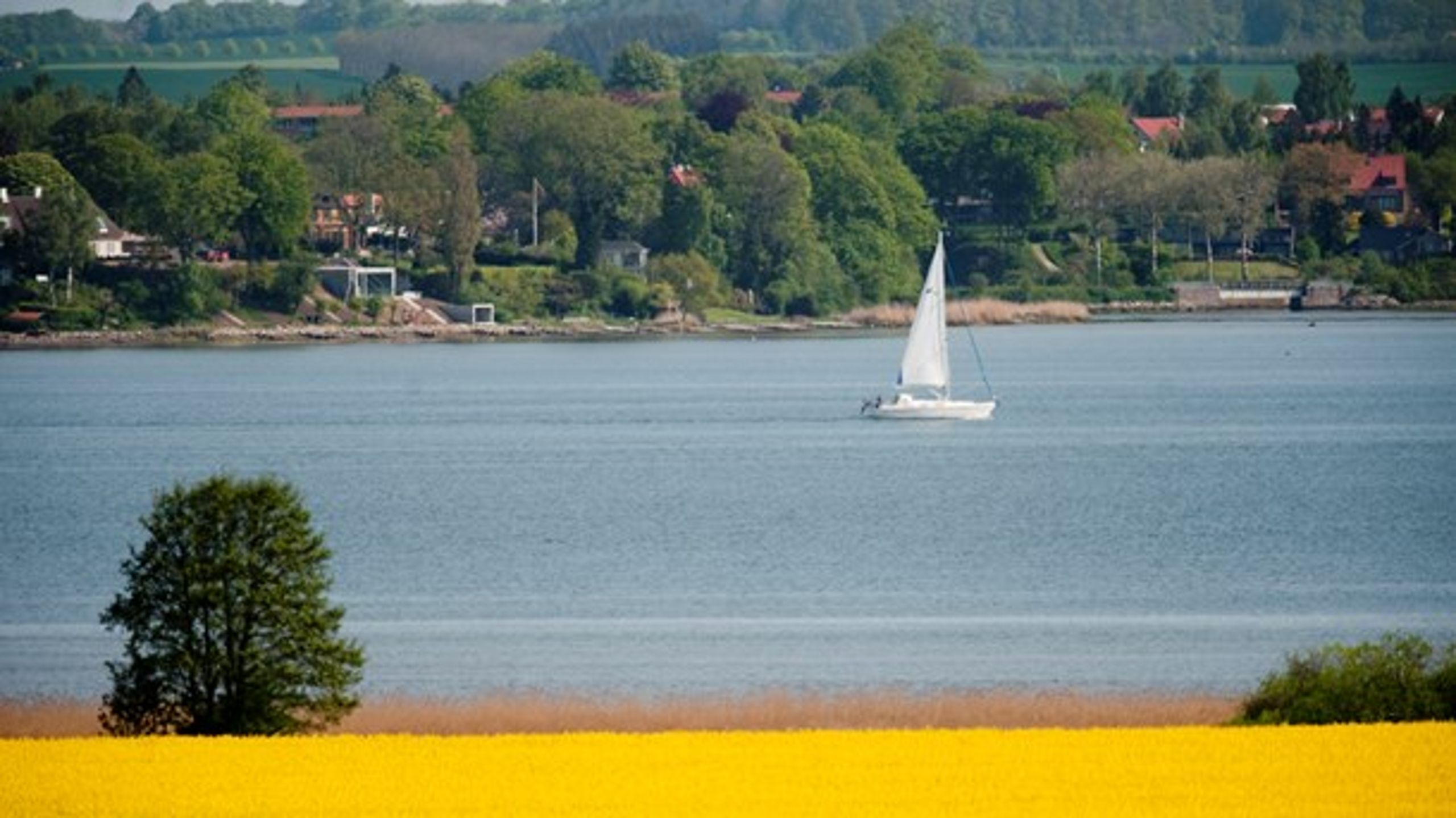 I Horsens Fjord har Miljøstyrelsen og Syddansk Universitet genplantet <a href="https://www.dr.dk/nyheder/regionale/oestjylland/biologer-lykkes-med-faa-aalegraes-til-brede-sig-fungerer-som" target="_blank" rel="noopener">ålegræs, som har bredt sig i Horsens Fjord</a>, hvor ålegræsset tidligere var forsvundet.