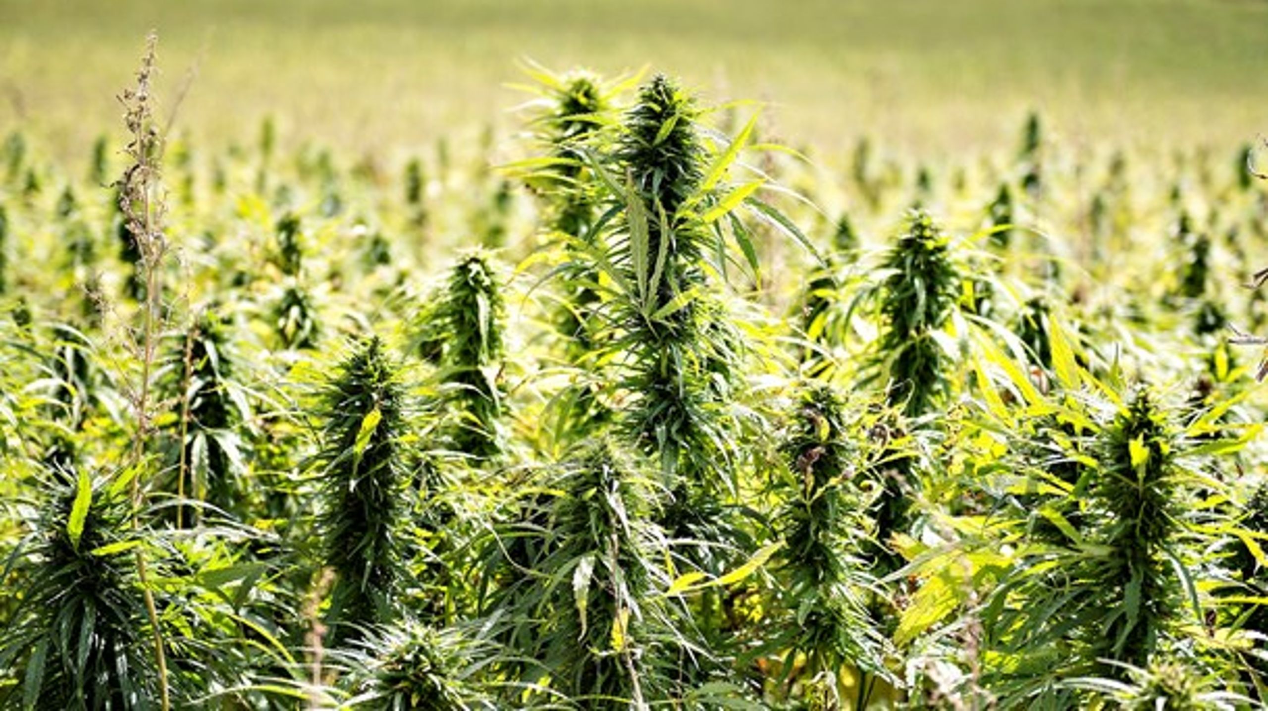 Danske Regioner uddeler&nbsp;1.226.594 kroner i tilskud til et projekt, der skal undersøge, om medicinsk cannabis kan fjerne gener hos nyrepatienter.&nbsp;