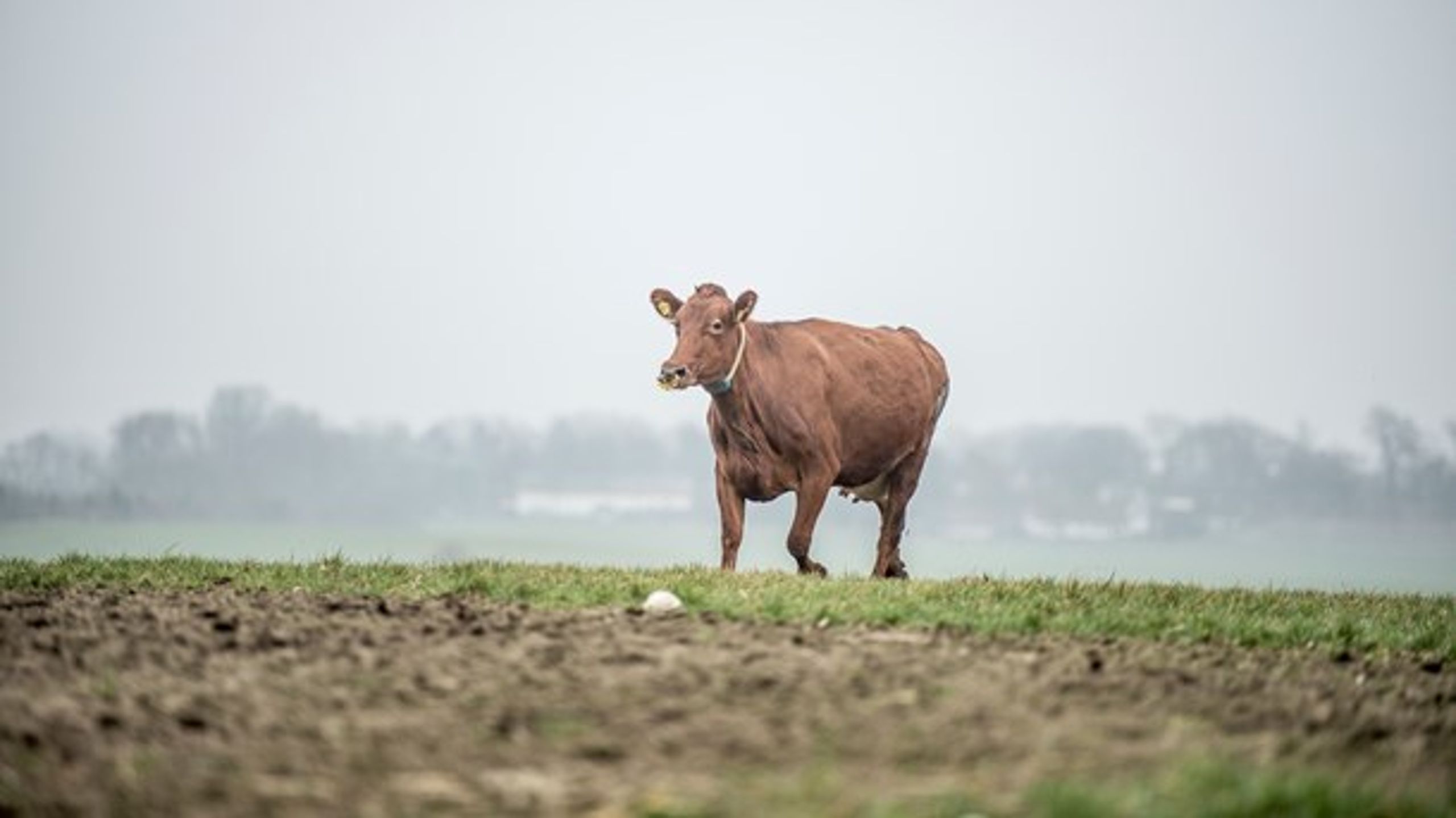6 procent af vælgerne peger på fødevarepolitik som afgørende for, hvor de sætter deres kryds på valgdagen.