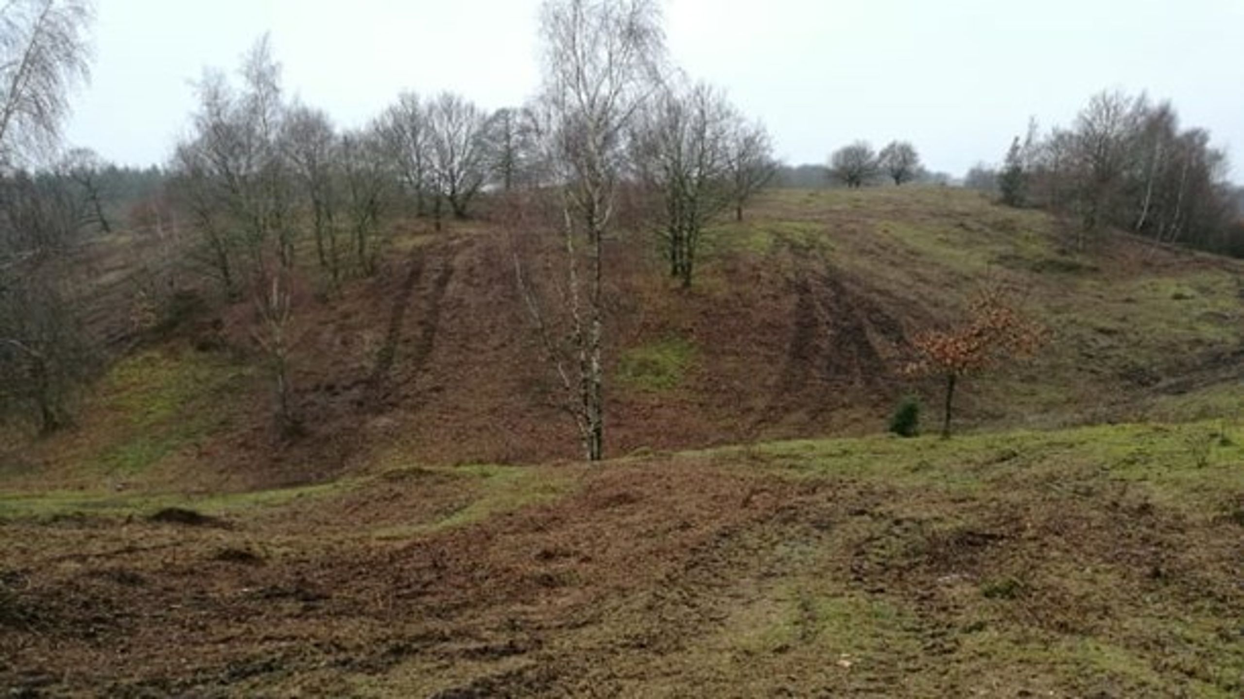 Verdens Skove har opsagt samarbejdet med Naturstyrelsen om naturpleje i Bjergskov på grund af en strid om otte heste og en halv fodboldbane med brombær.&nbsp;